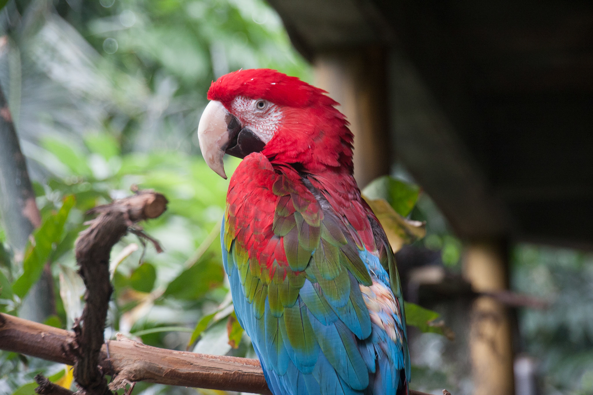Macaw at Buffalo Zoo
