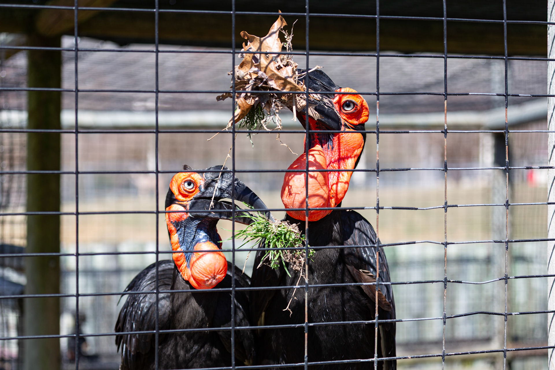 Hornbills at Metro Richmond Zoo. They were ever so proud of their nesting materials.