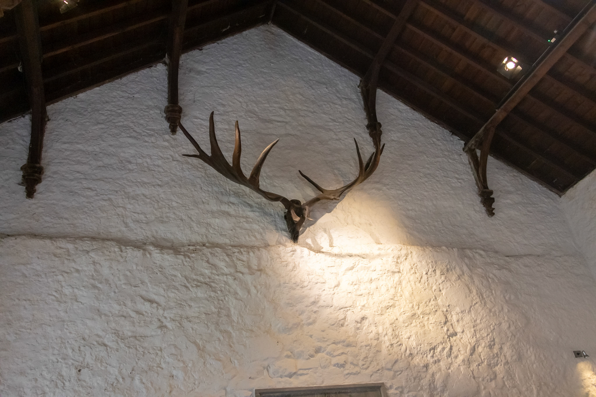 Megafauna antlers, Cahir Castle great hall