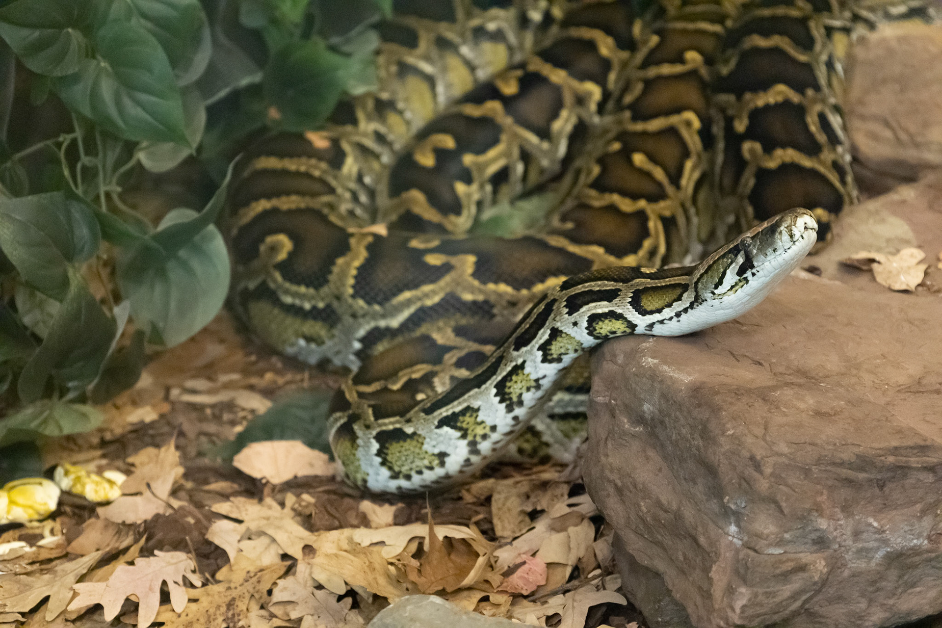 Burmese pythons