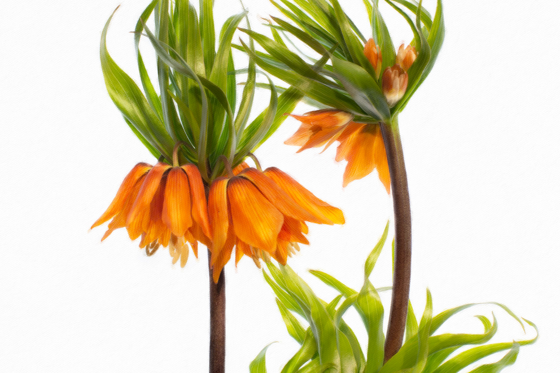Fritillaria Imperial