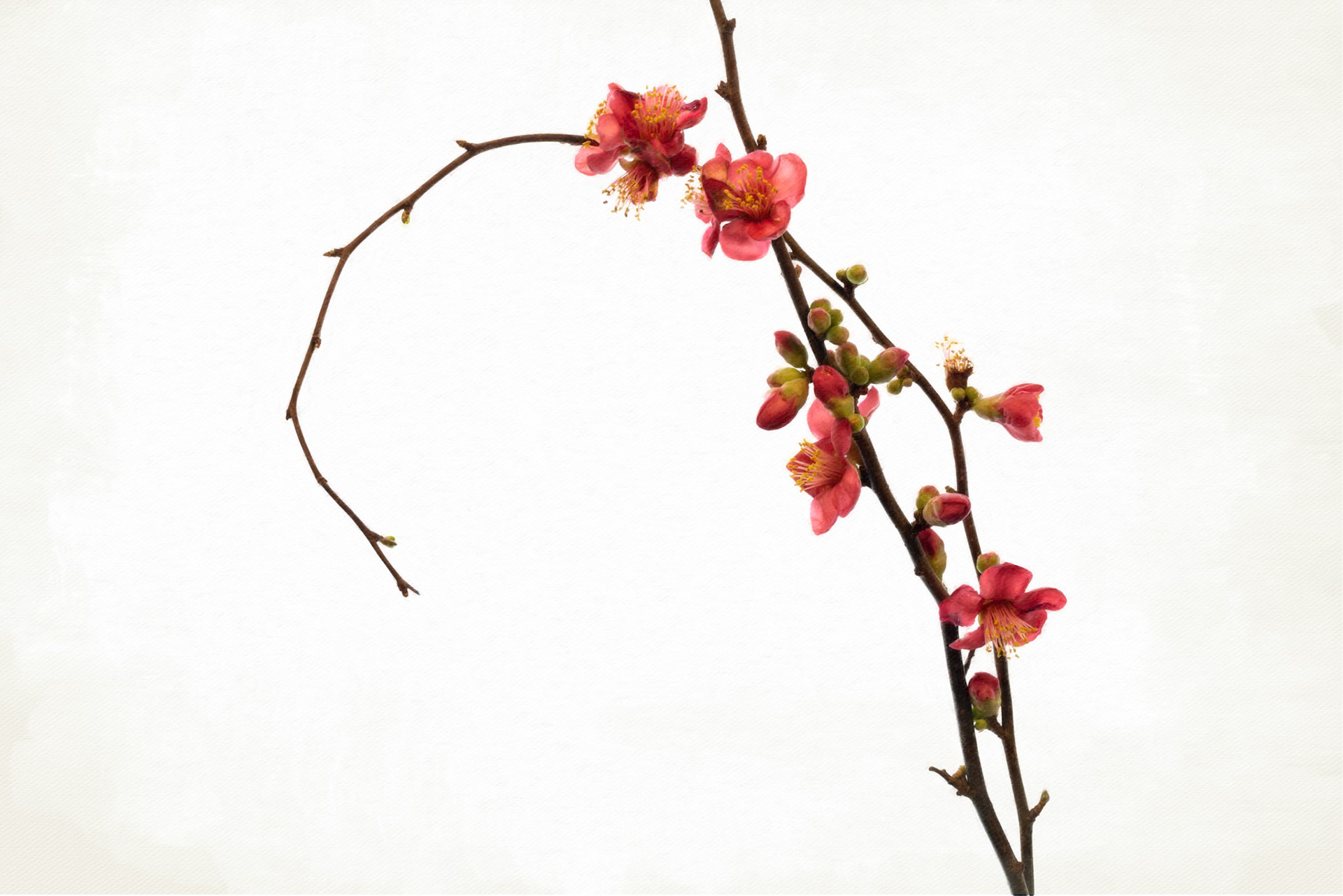 Chaenomeles japonica, or the Japanese Quince