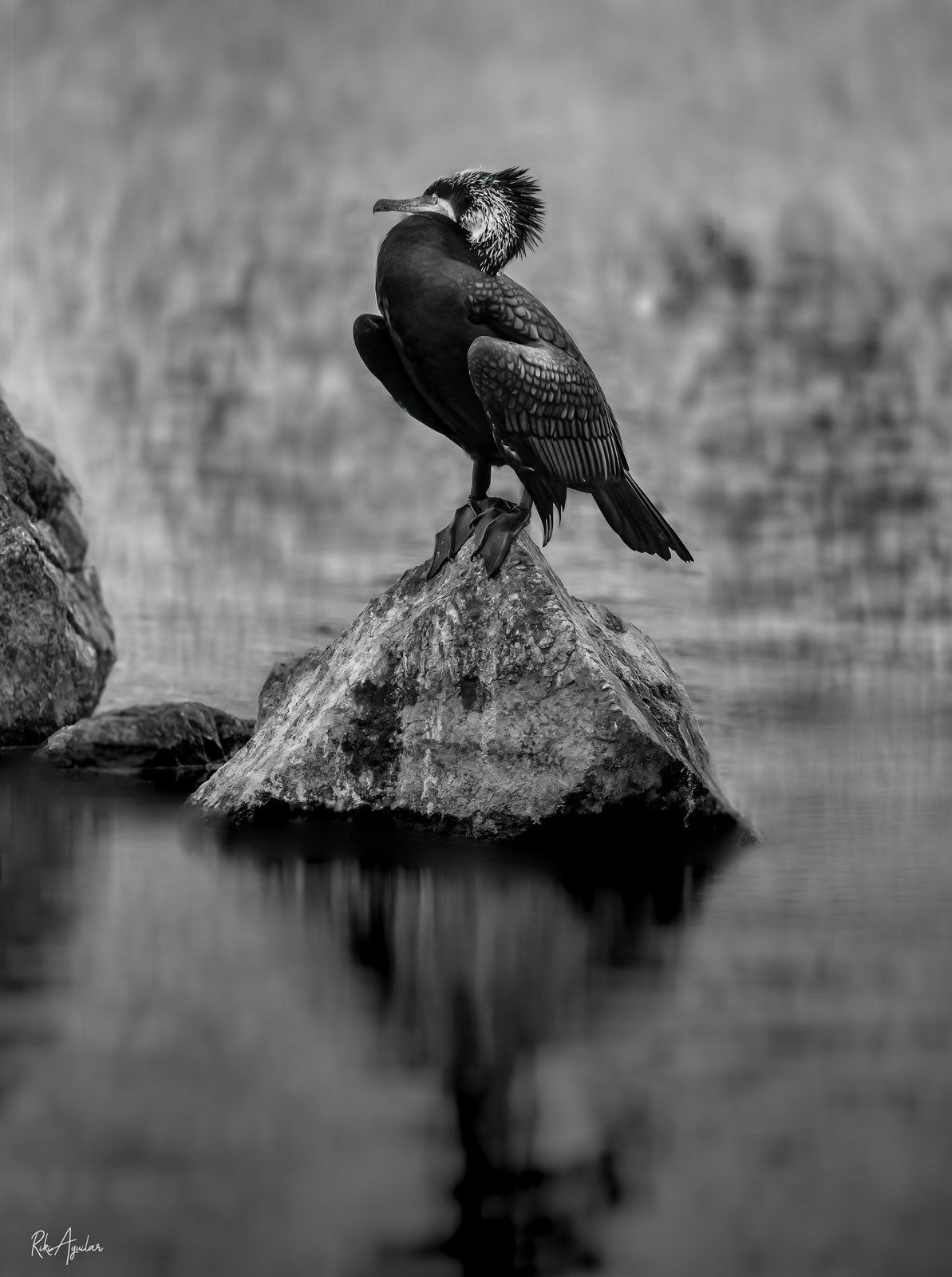 Cormorán grande