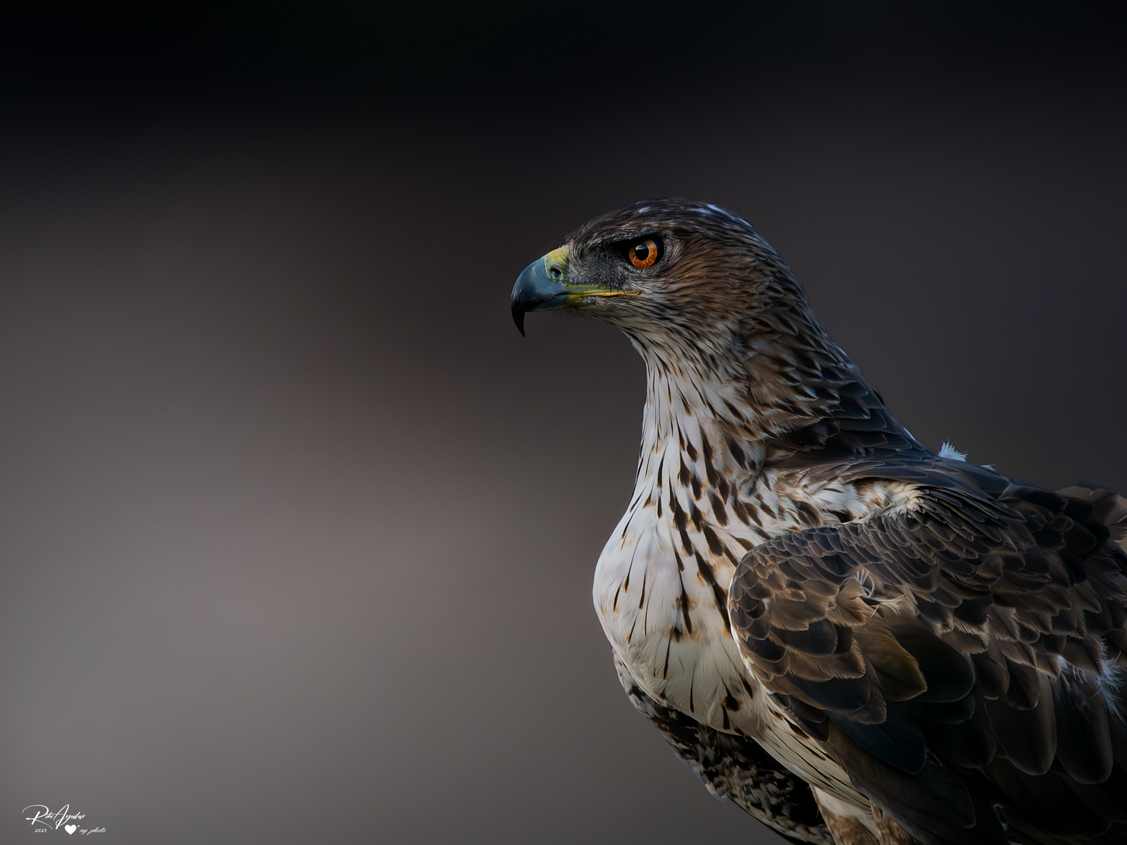 Águila perdicera