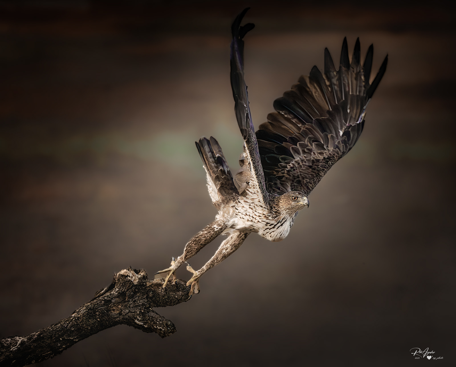 Águila perdicera