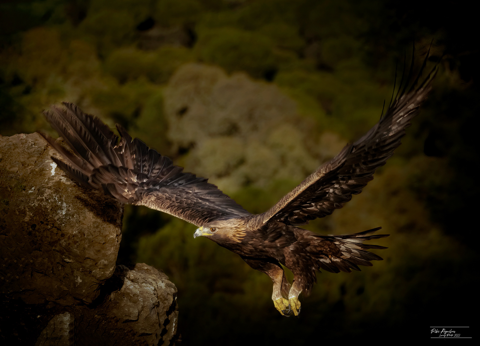 Águila real