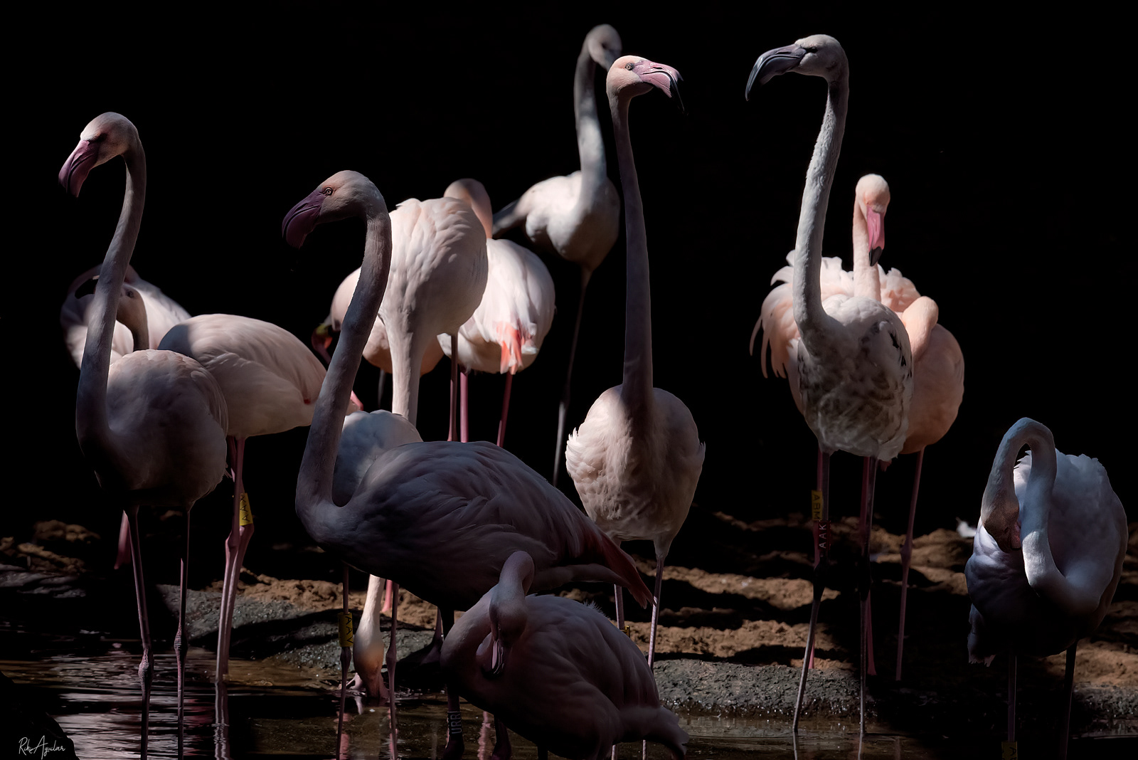 Flamencos