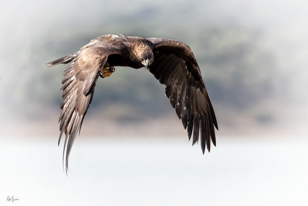Águila Real