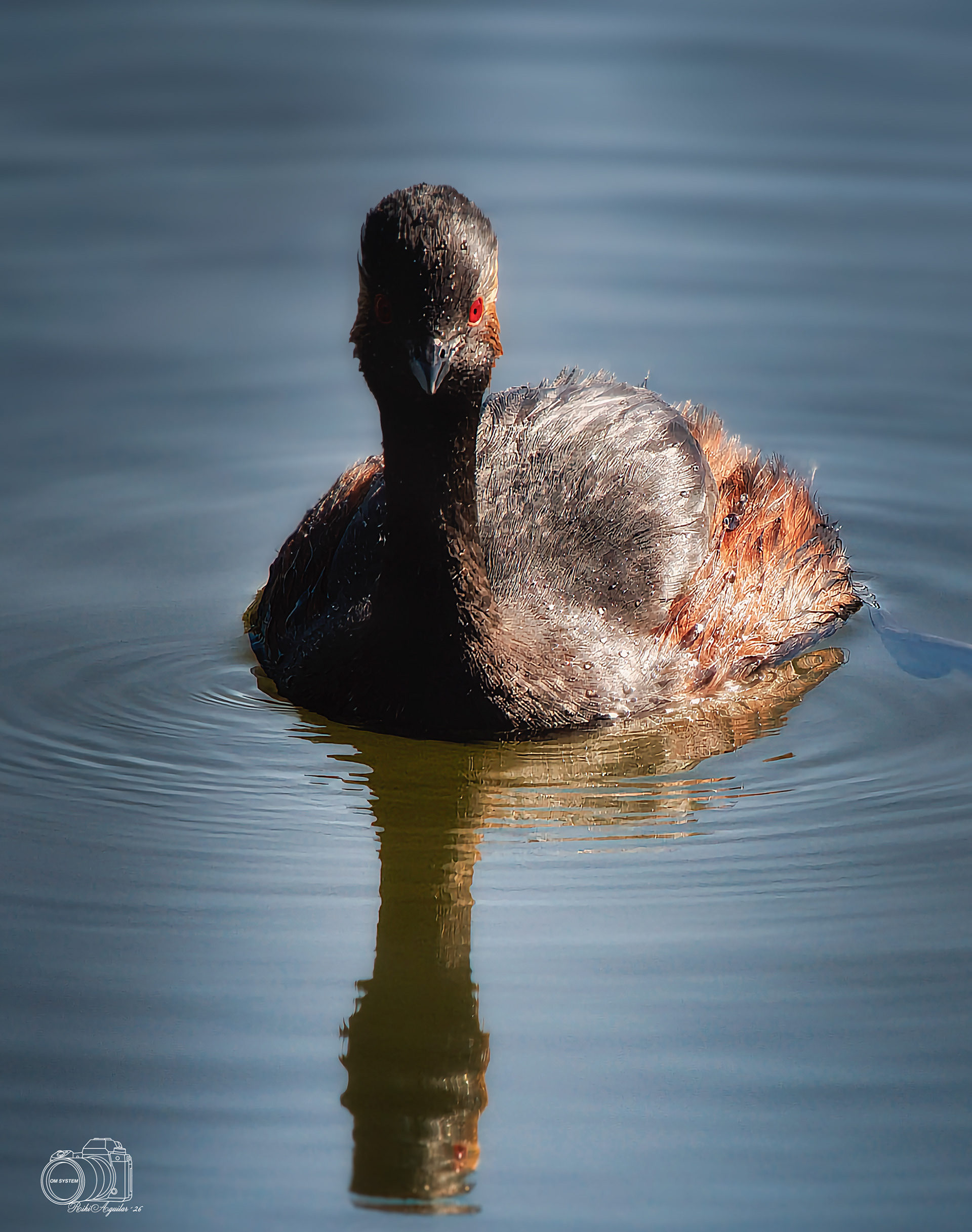 Zampullín cabecinegro