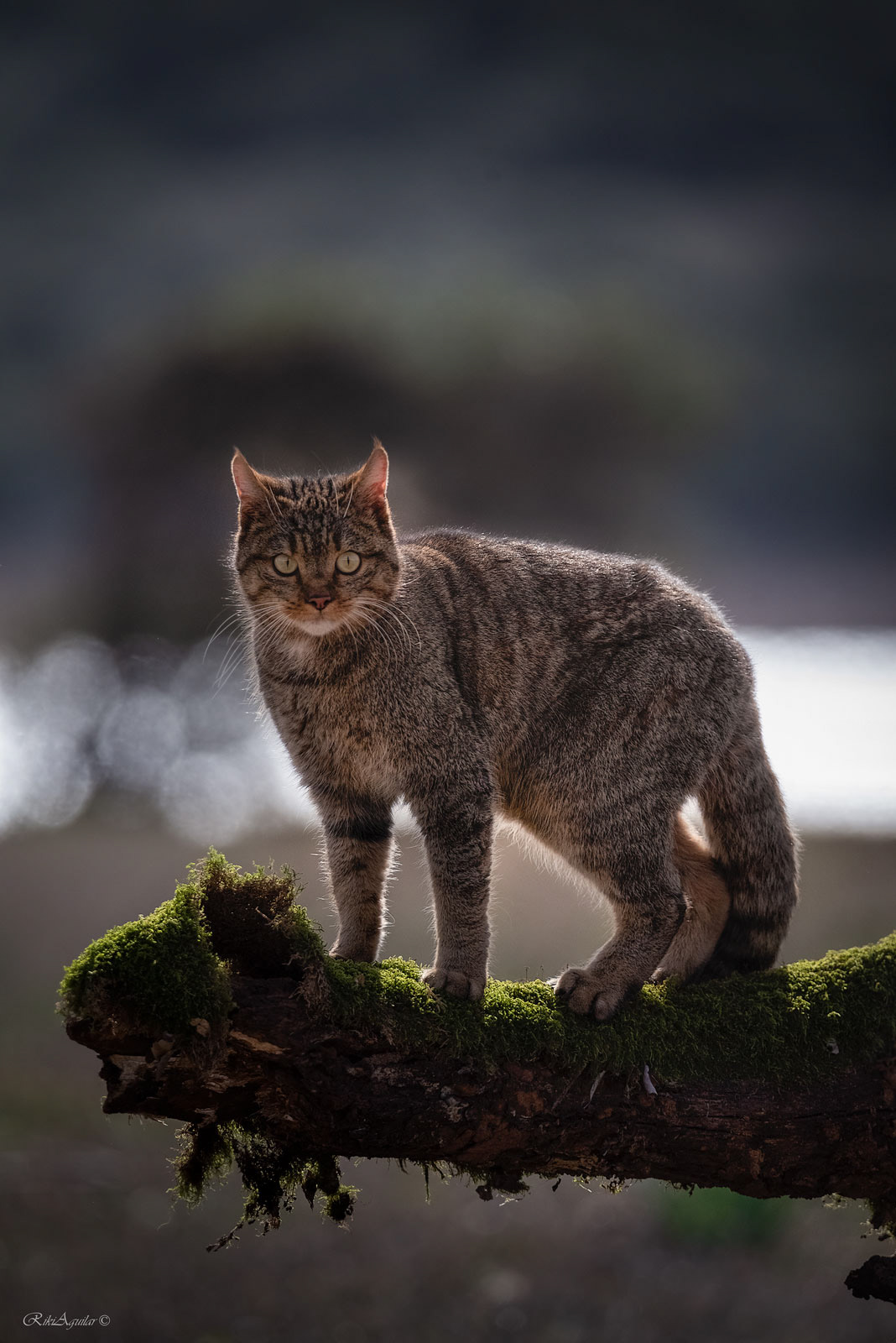 Gato montés