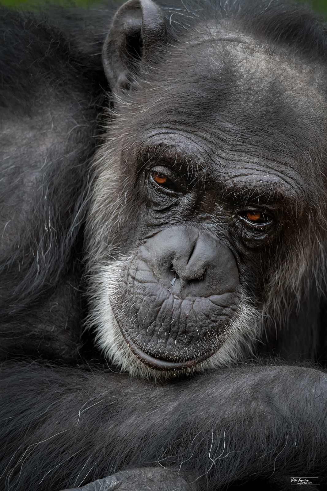 Chimpancé