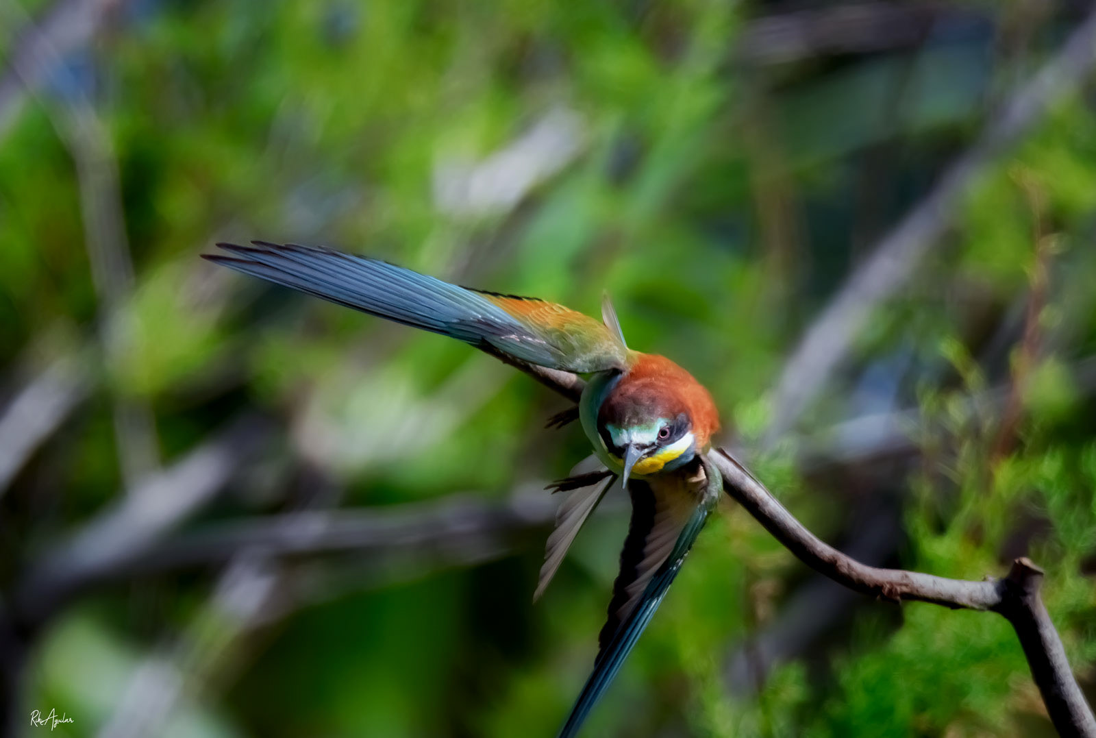 Abejaruco