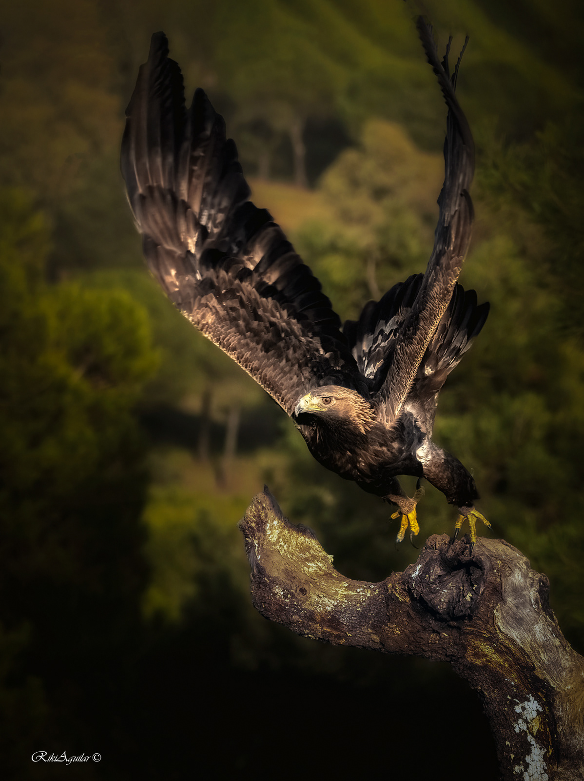 Águila real