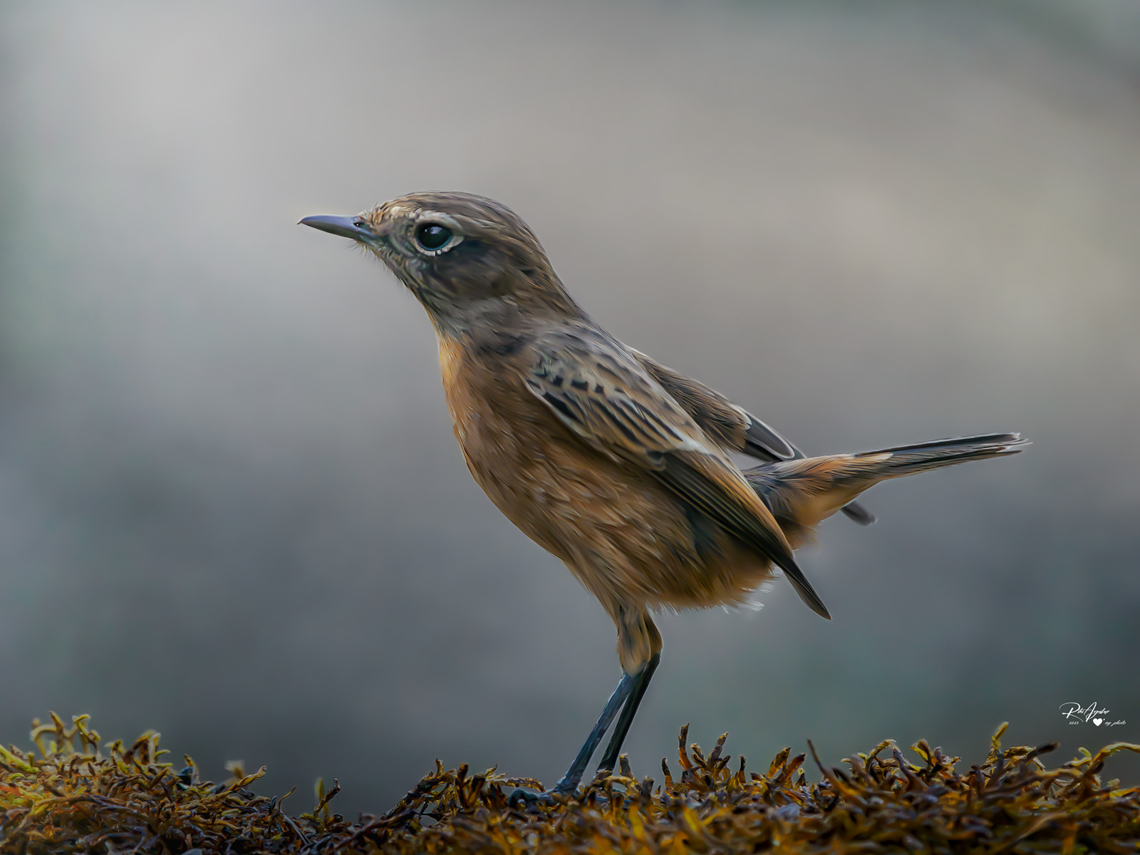 Tarabilla hembra