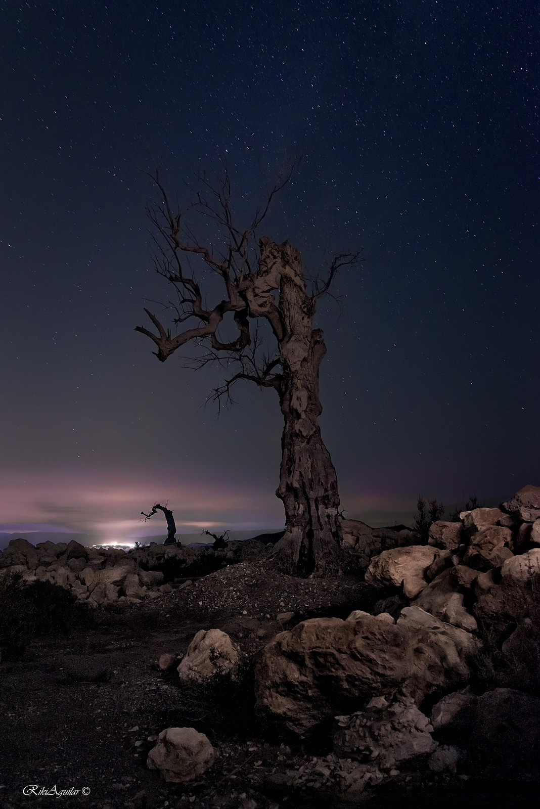 Árboles muertos. Tabernas, Almería.