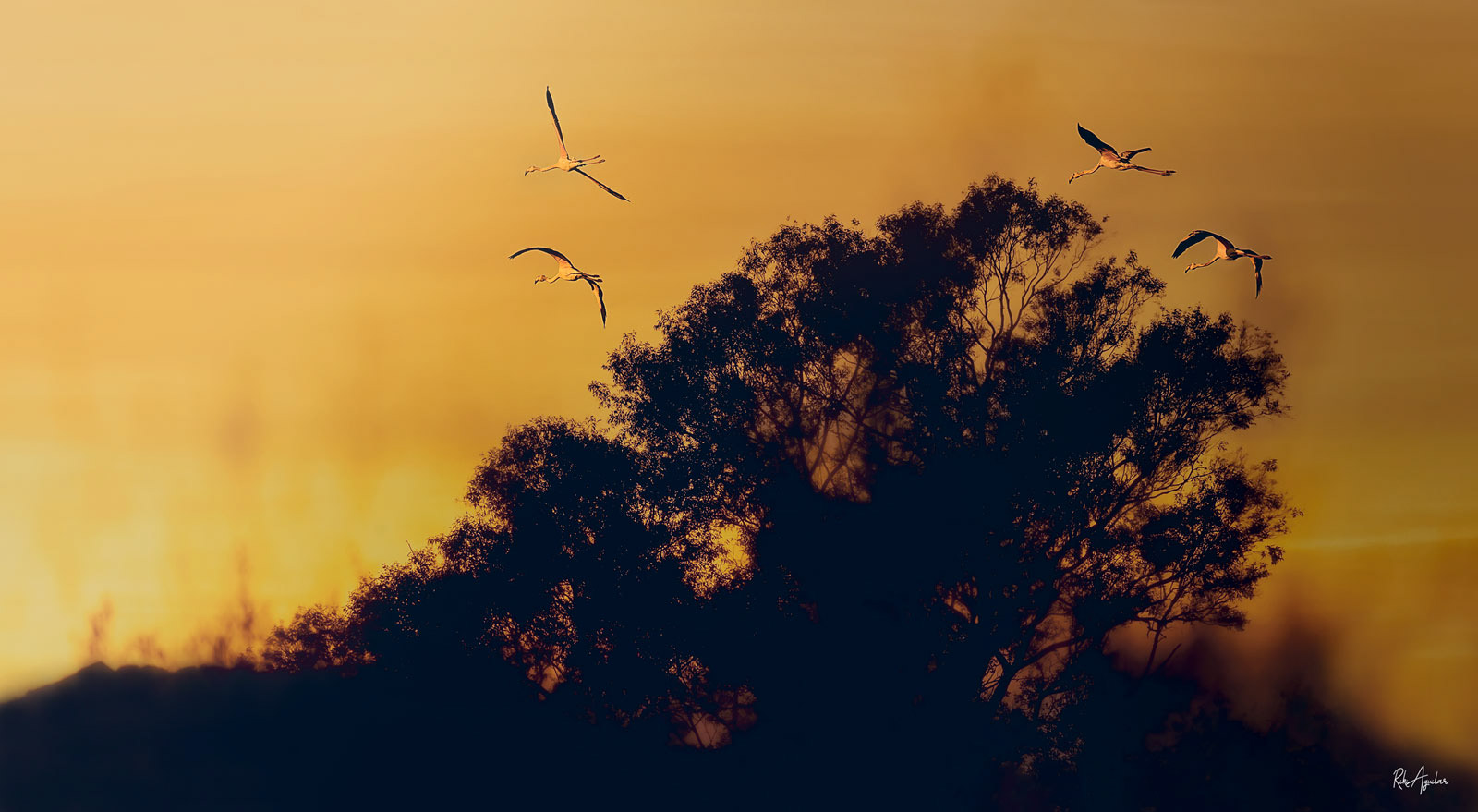 Flamencos