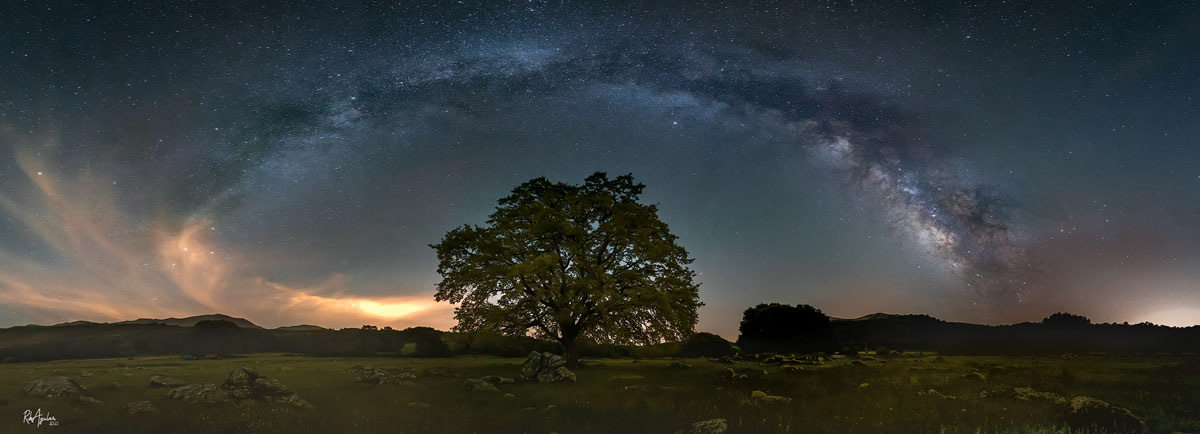 El árbol y la señora de la noche.