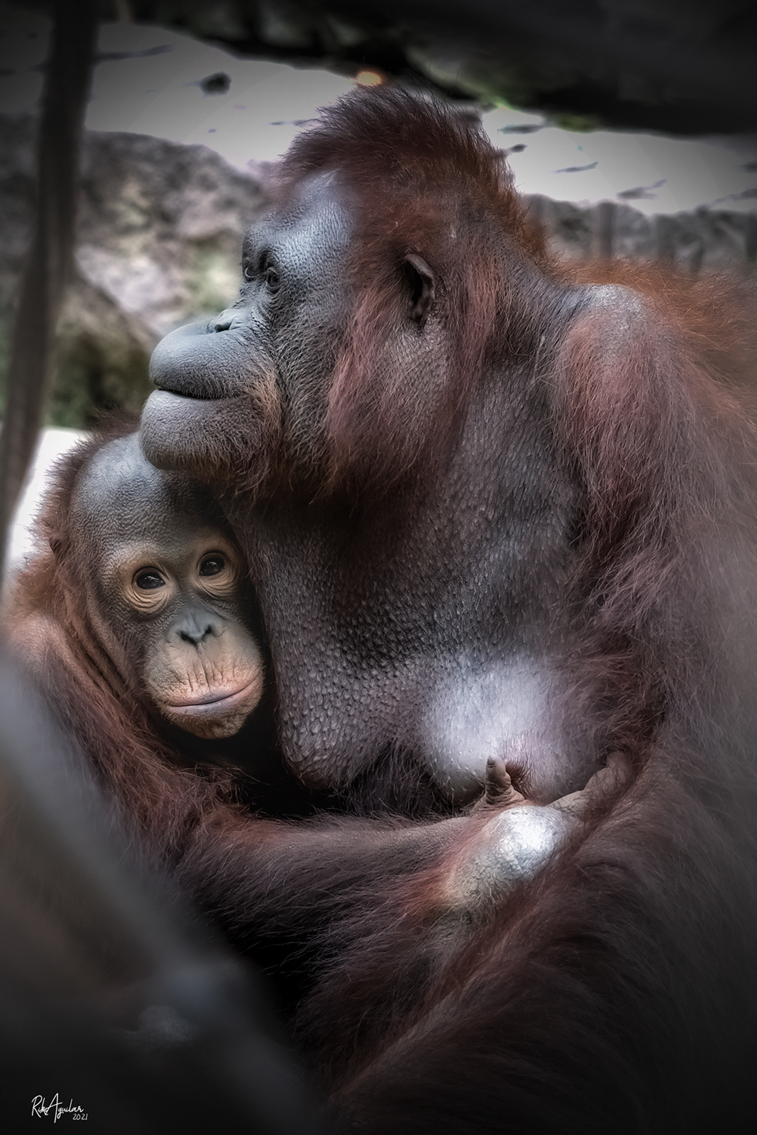 Orangután