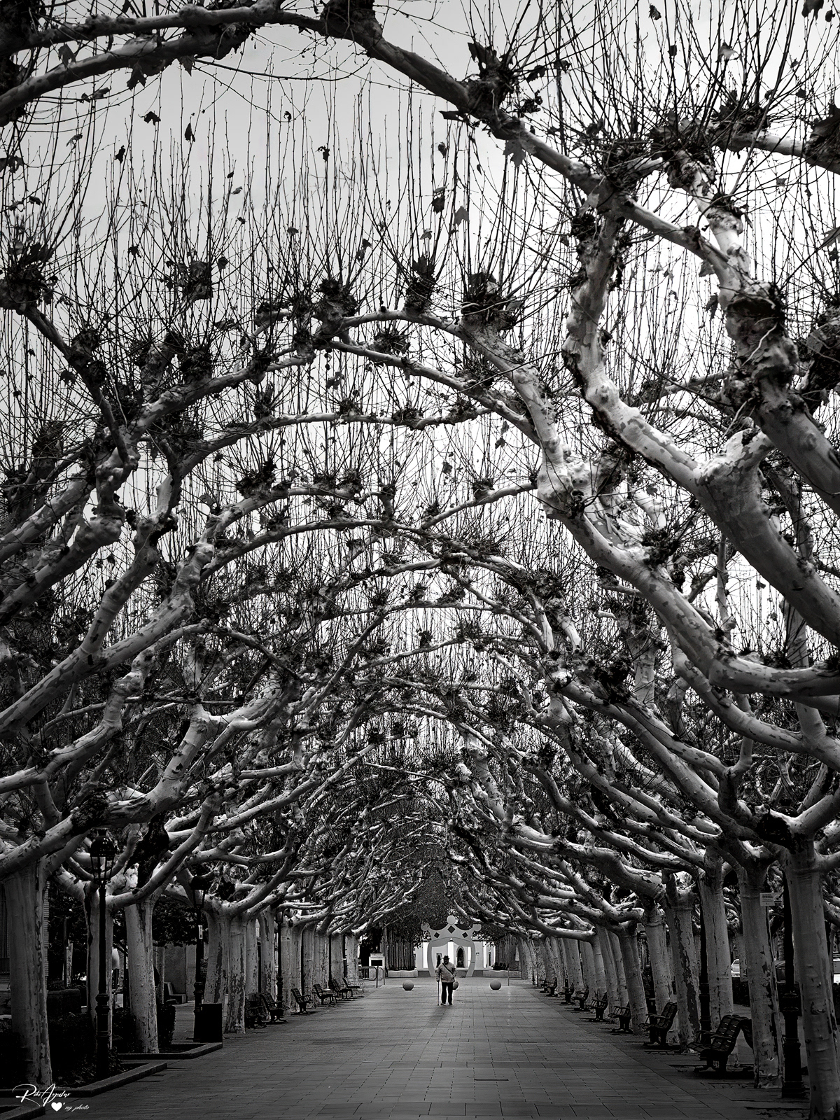 Plataneras en Calatalyud, Zaragoza