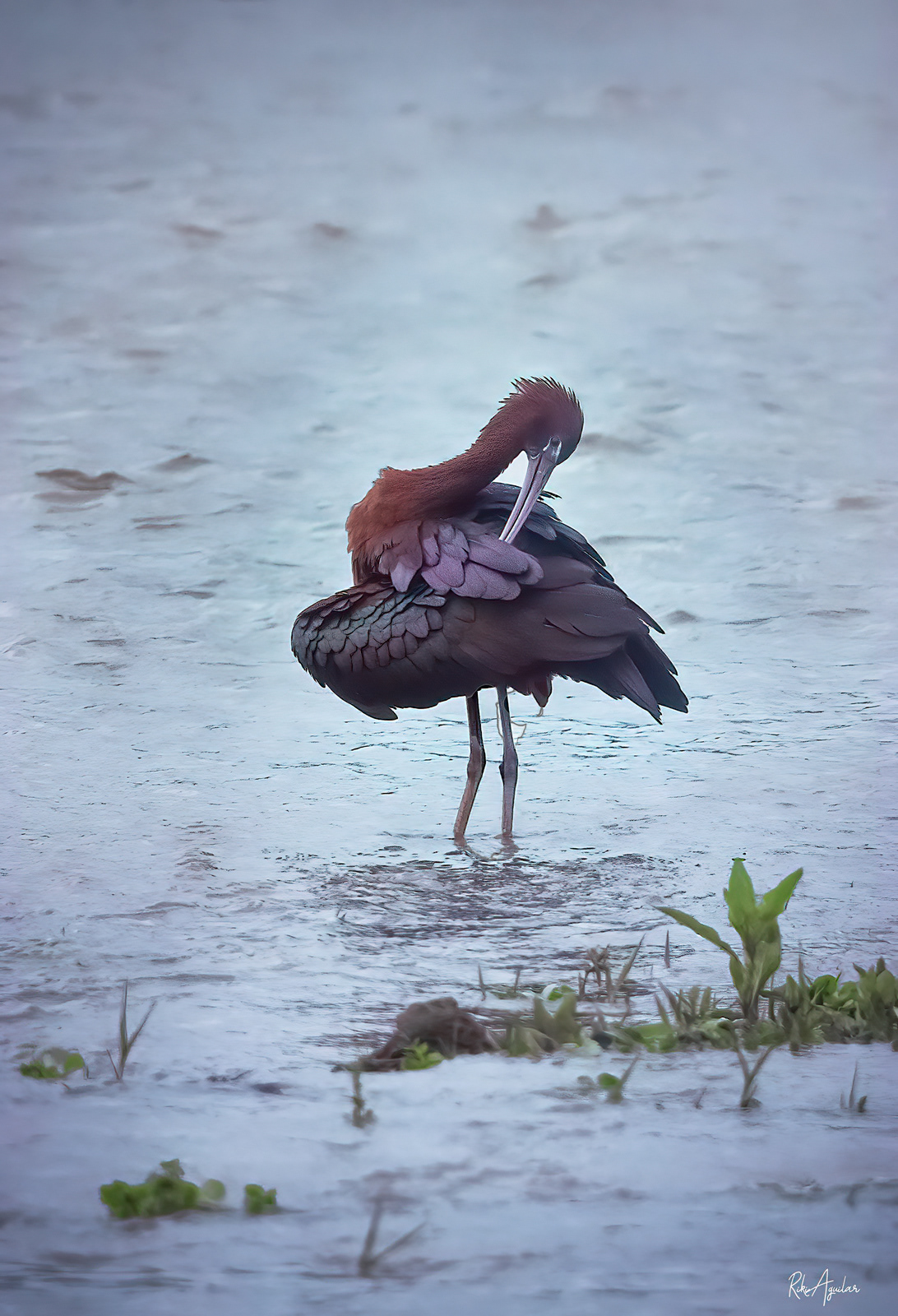 Morito común. Río Grande, Málaga