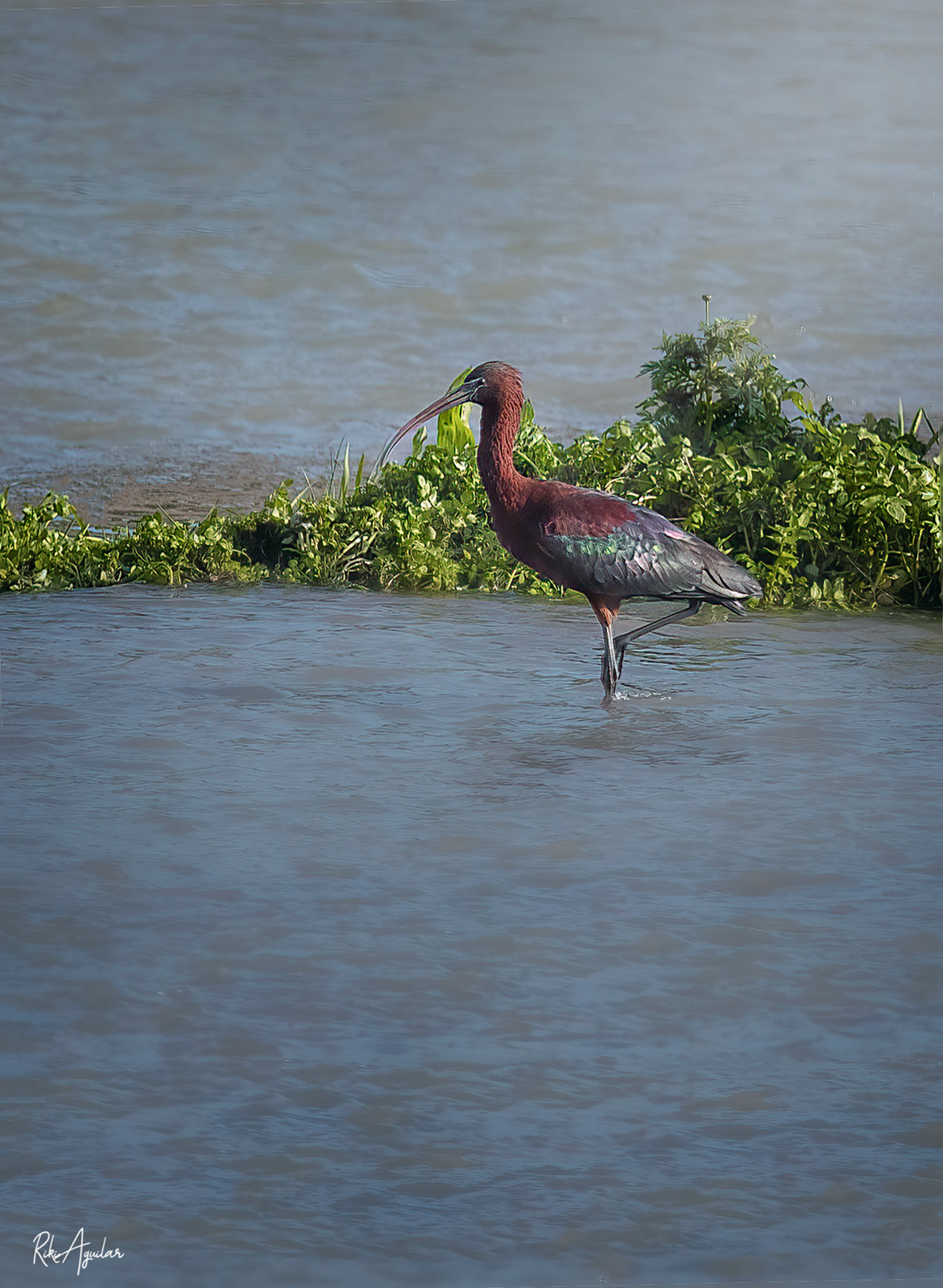Morito común. Río Grande, Málaga