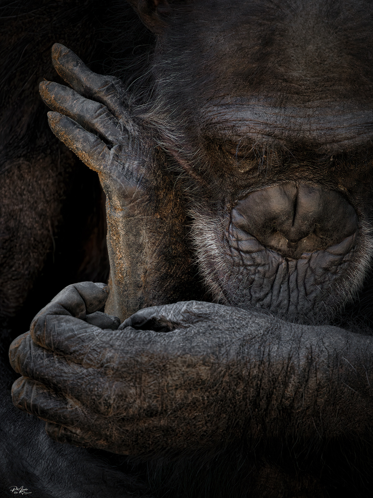 Chimpancé