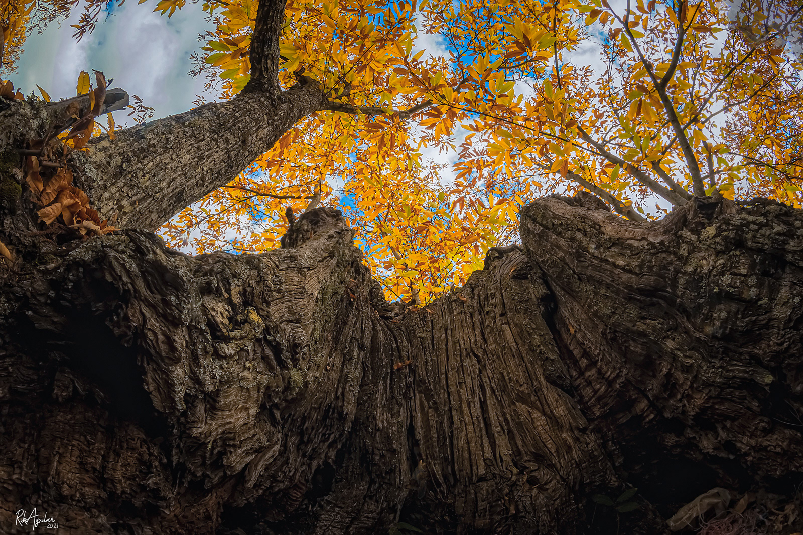 Bosque de cobre.  Pujerra
