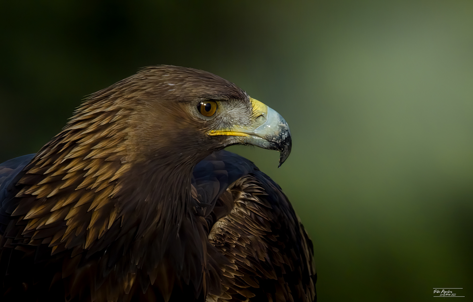 Águila real