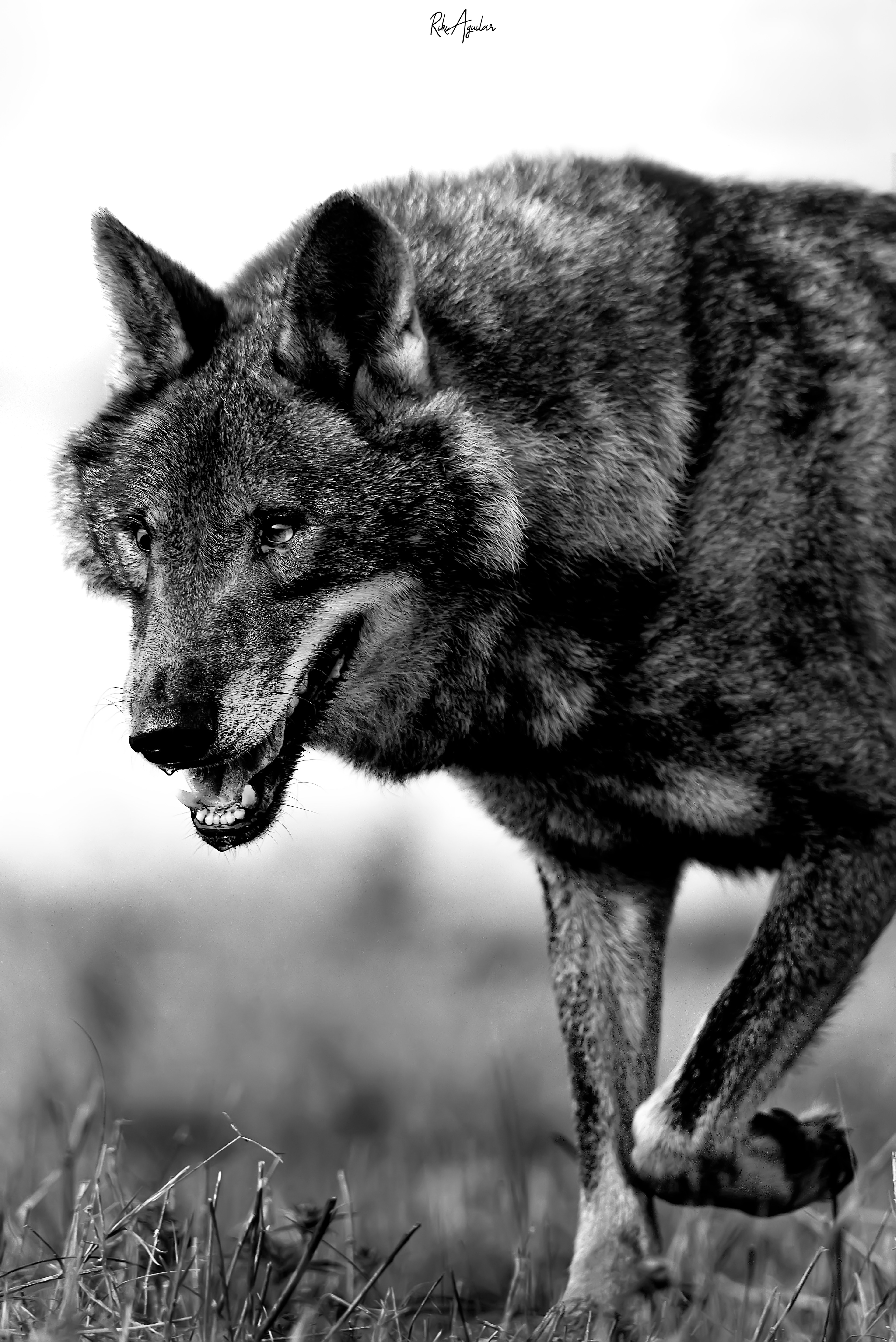 Lobo