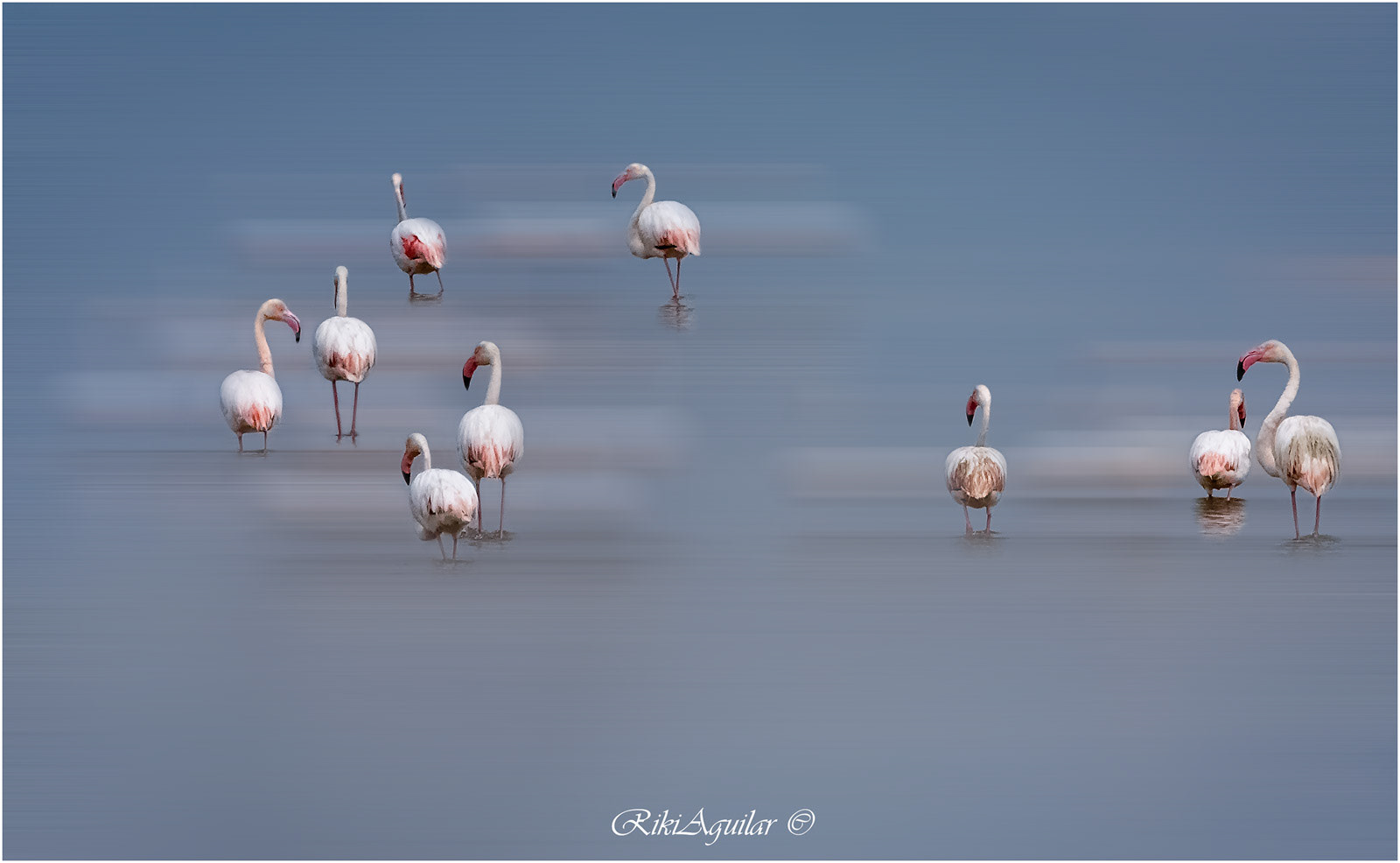 Flamencos. Laguna de Fuente de Piedra.