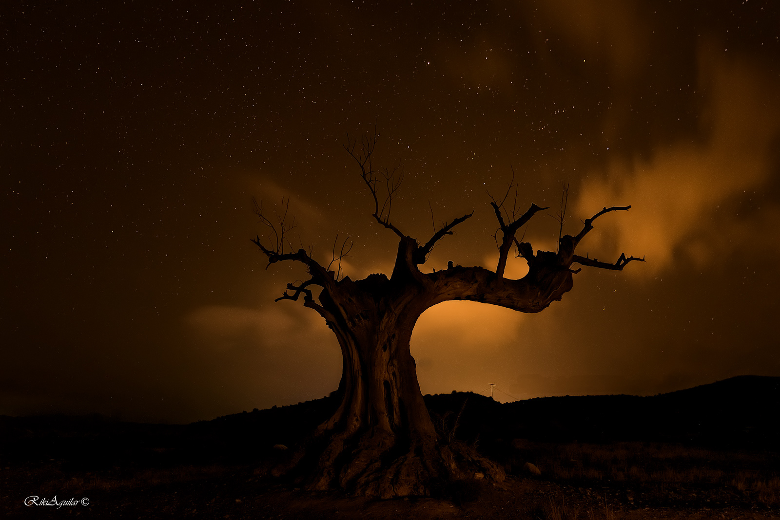 El árbol. Tabernas, Almería.