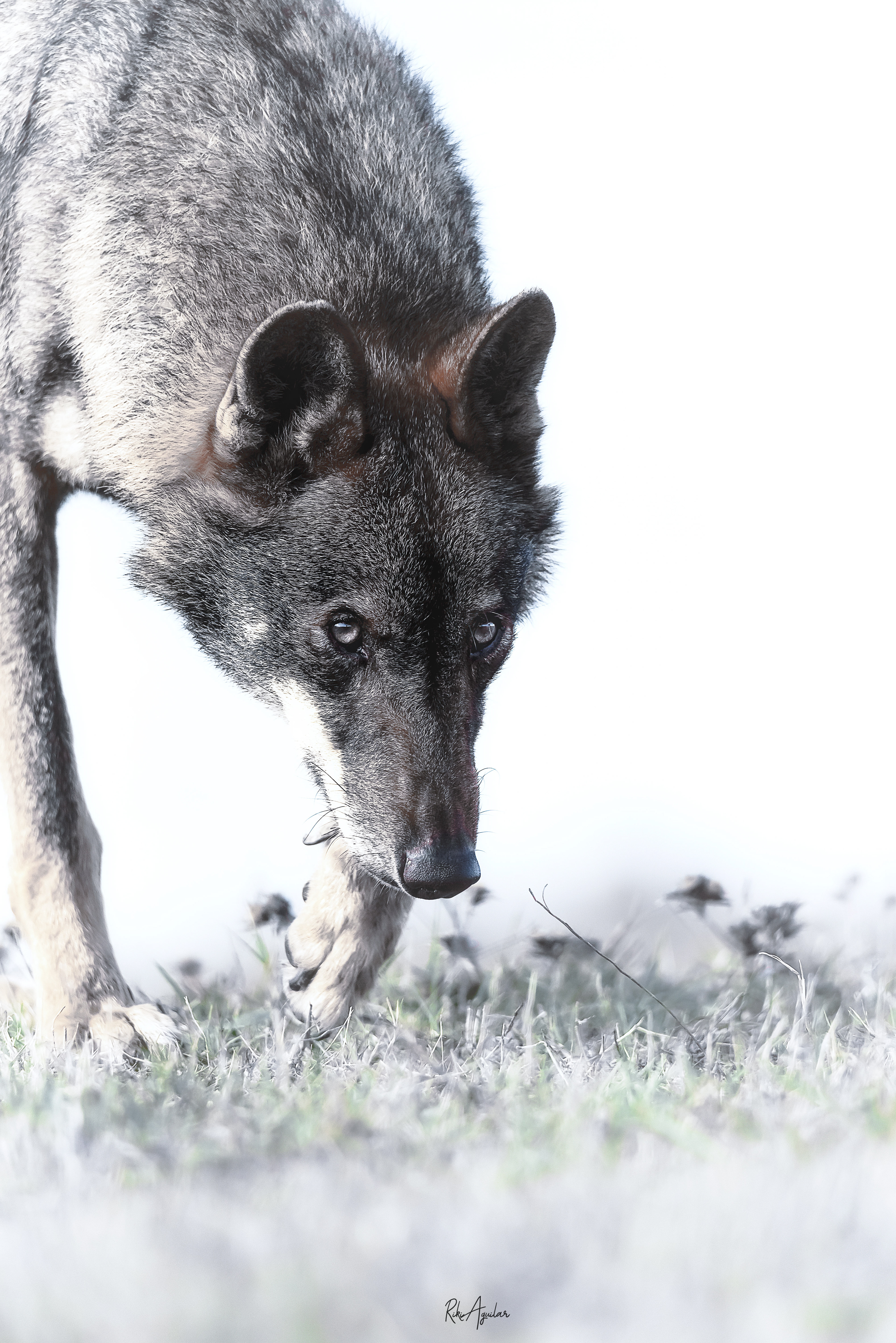 Lobo