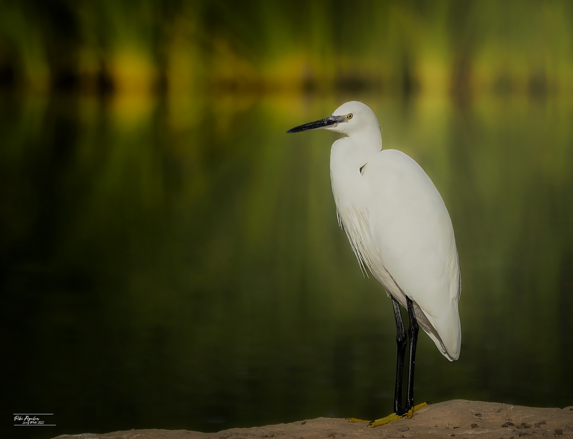 Garceta blanca