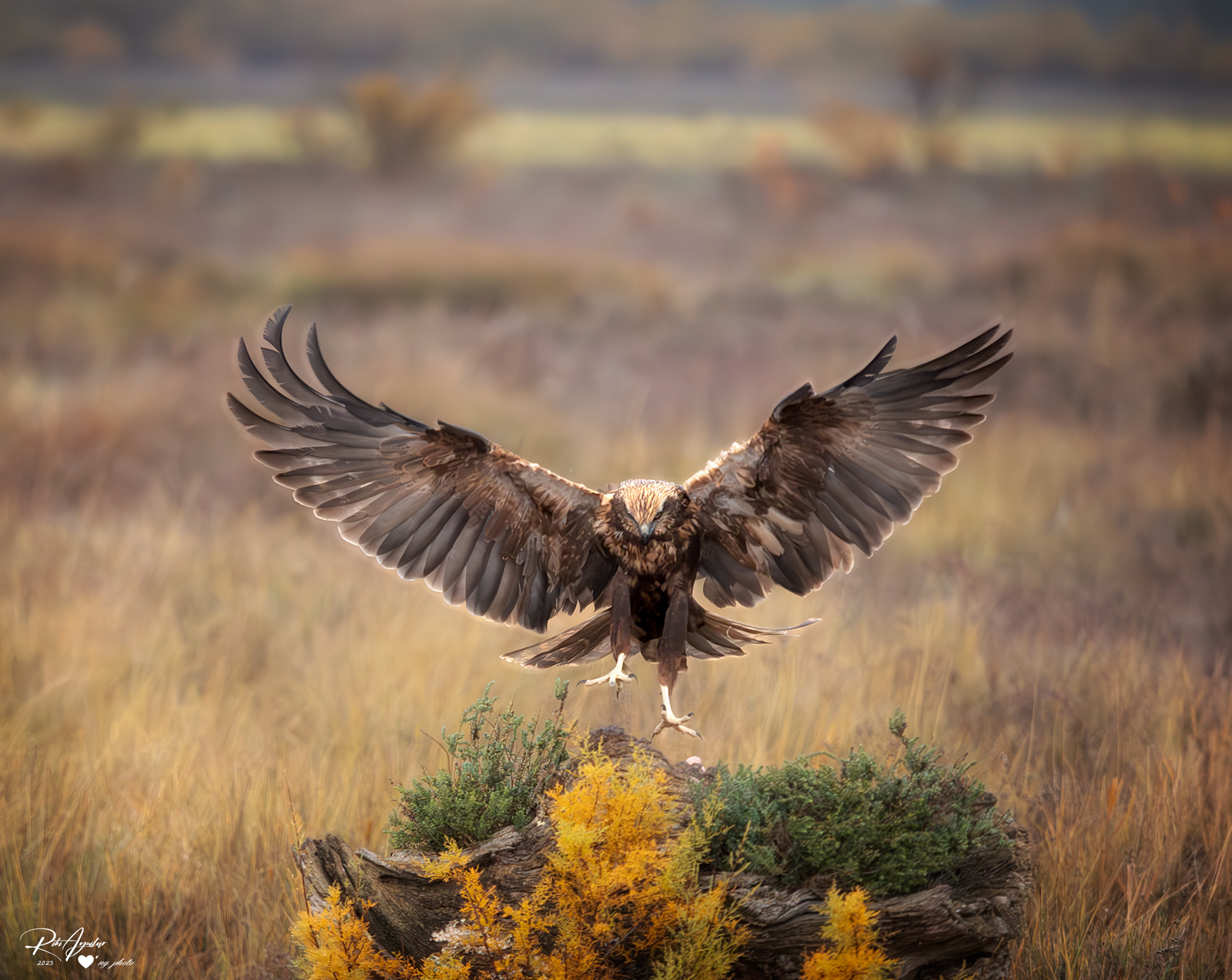 Aguilucho lagunero