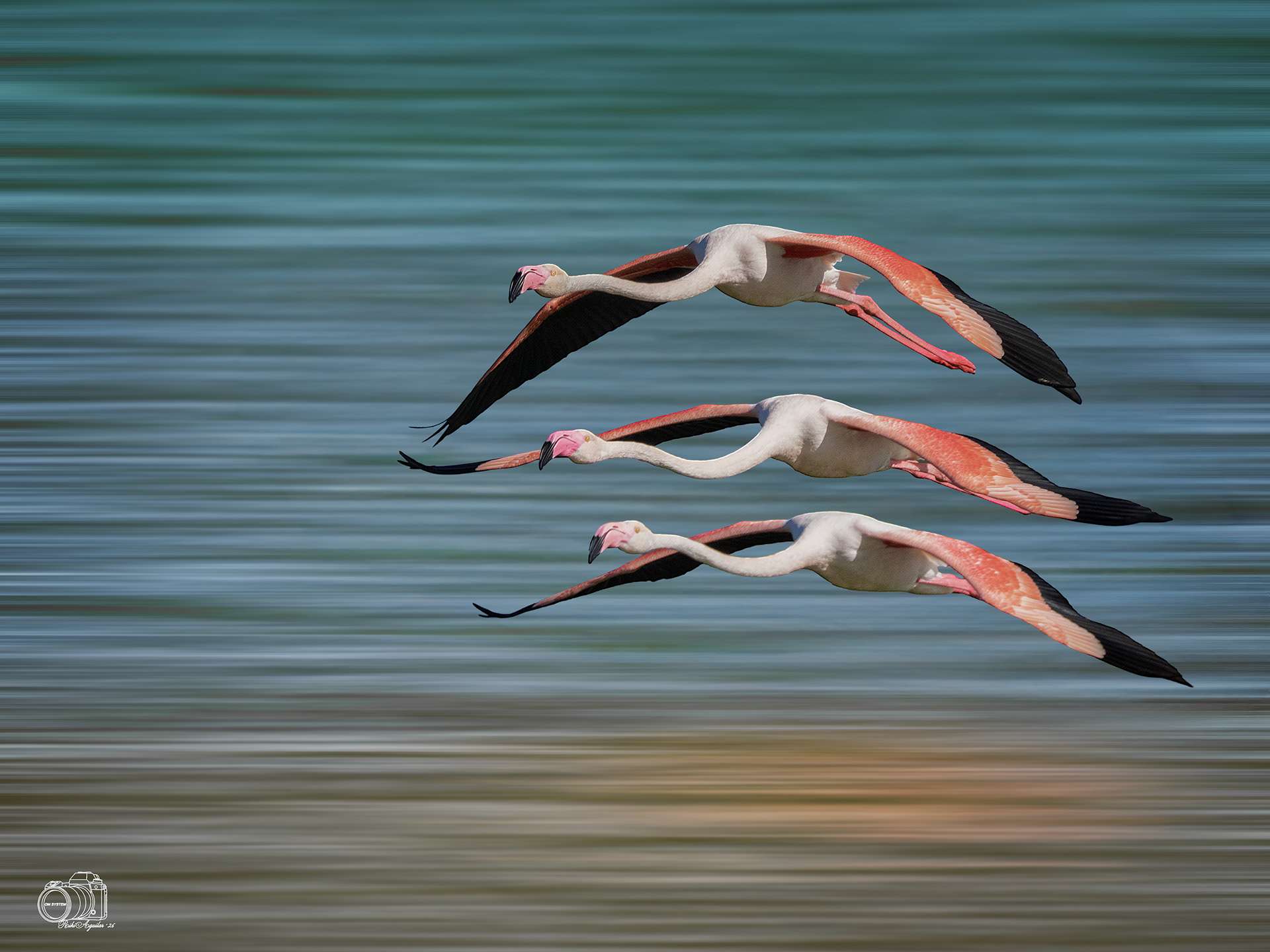 Flamencos, laguna dulce de Campillos