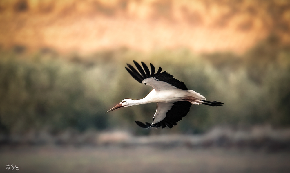 Ciconia ciconia