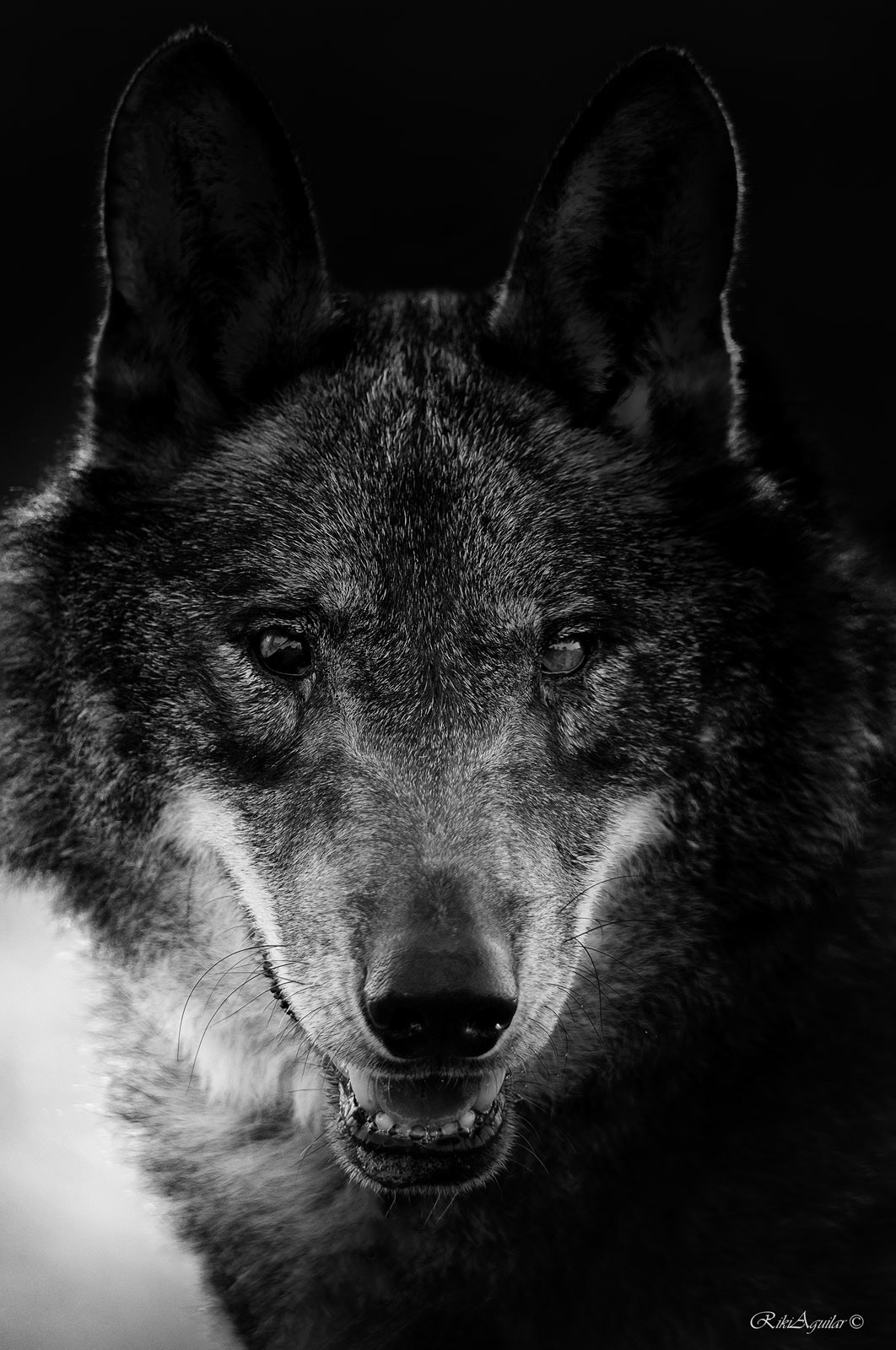 Lobo