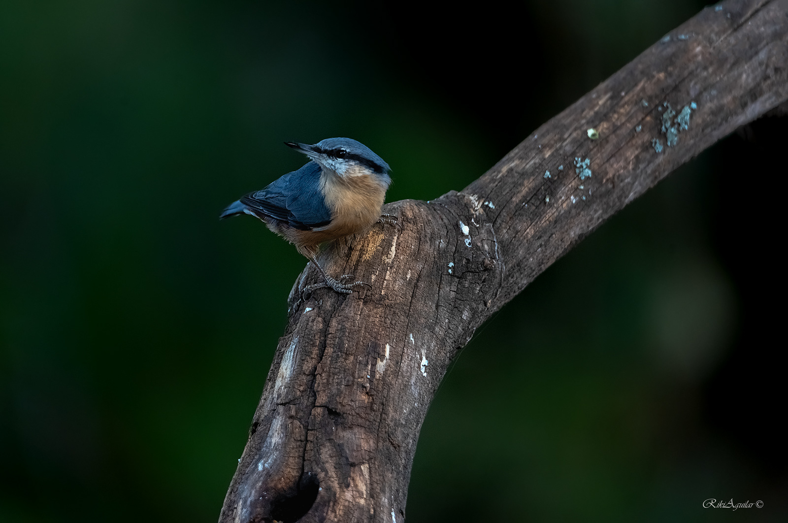 Trepador azul