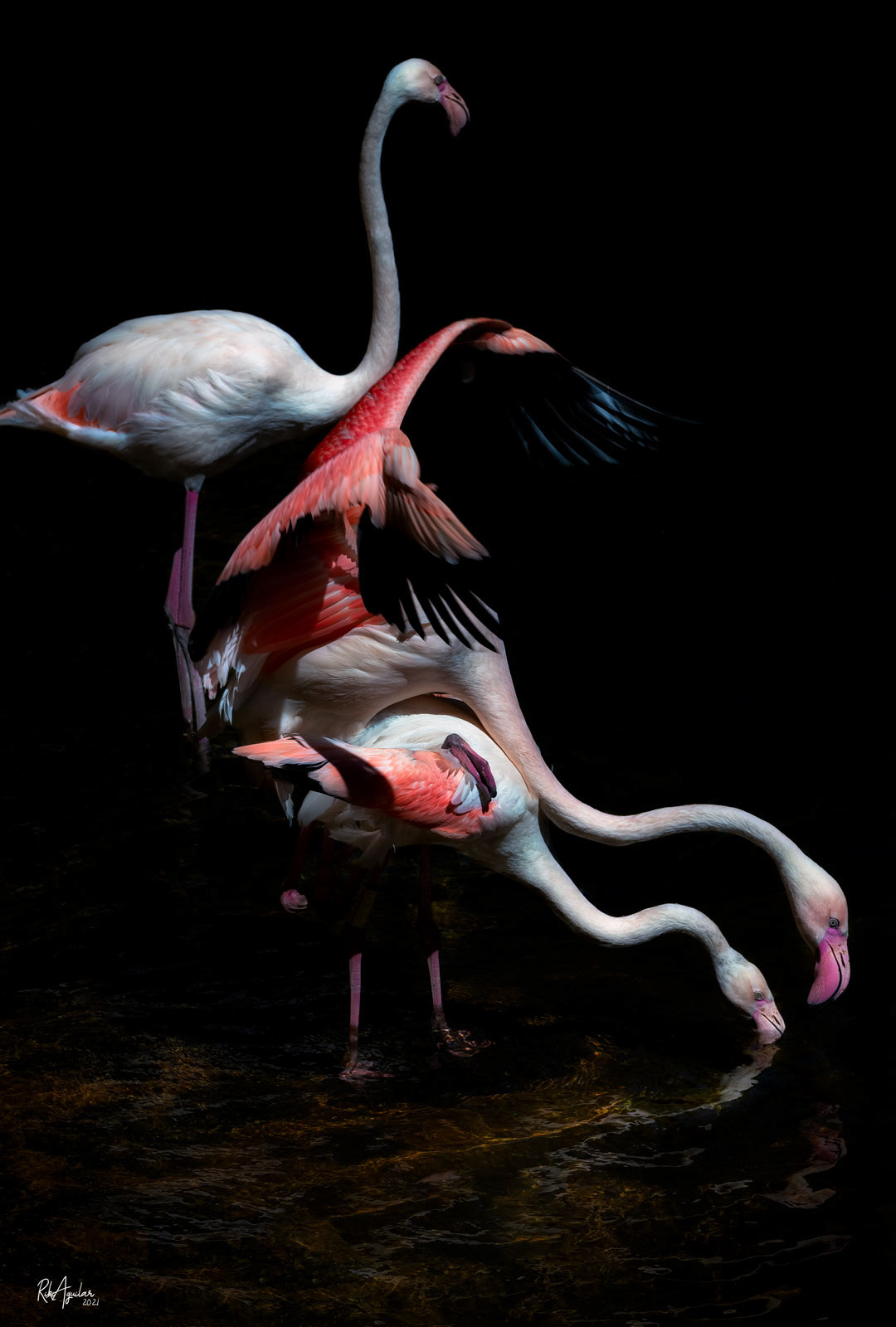 Flamencos