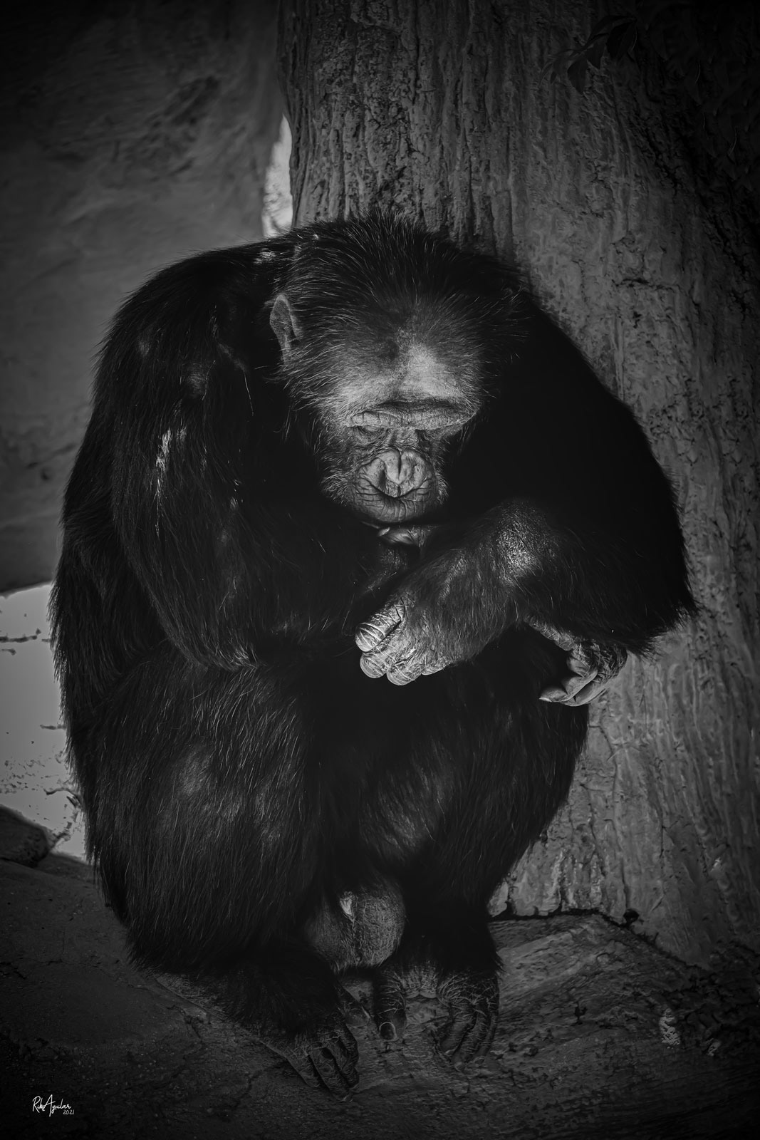 Chimpancé