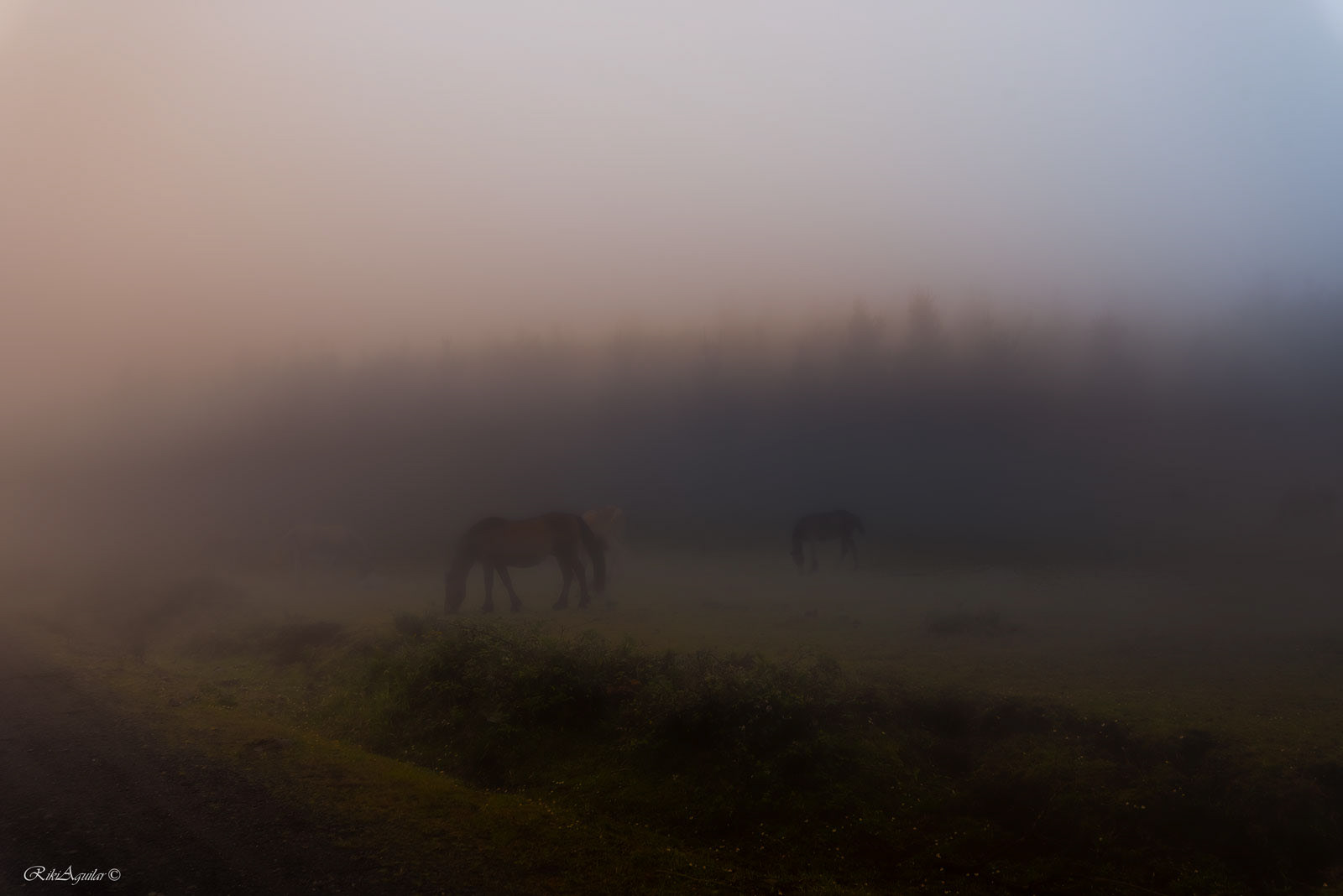 Caballos salvajes en Cedeira