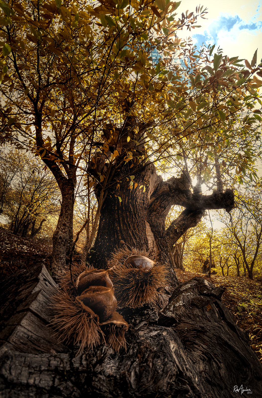 Bosque de cobre. Pujerra