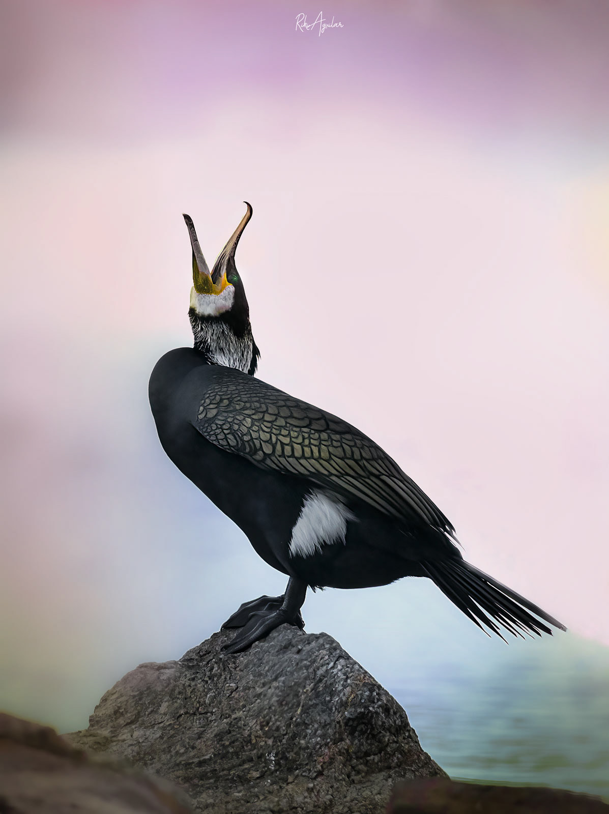 Cormorán grande