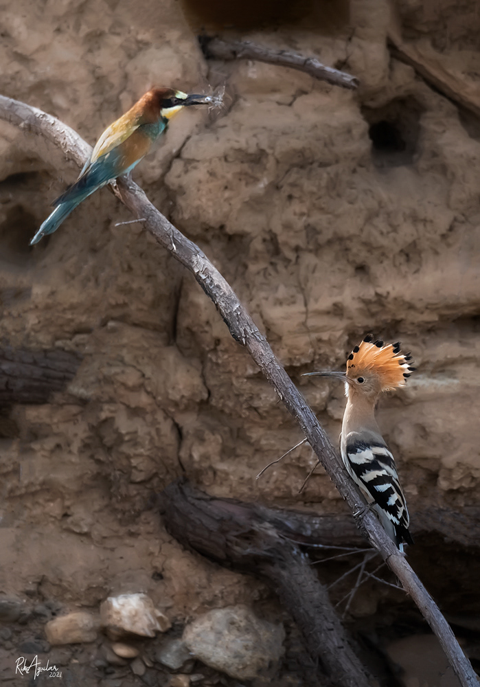 Abejaruco y abubilla