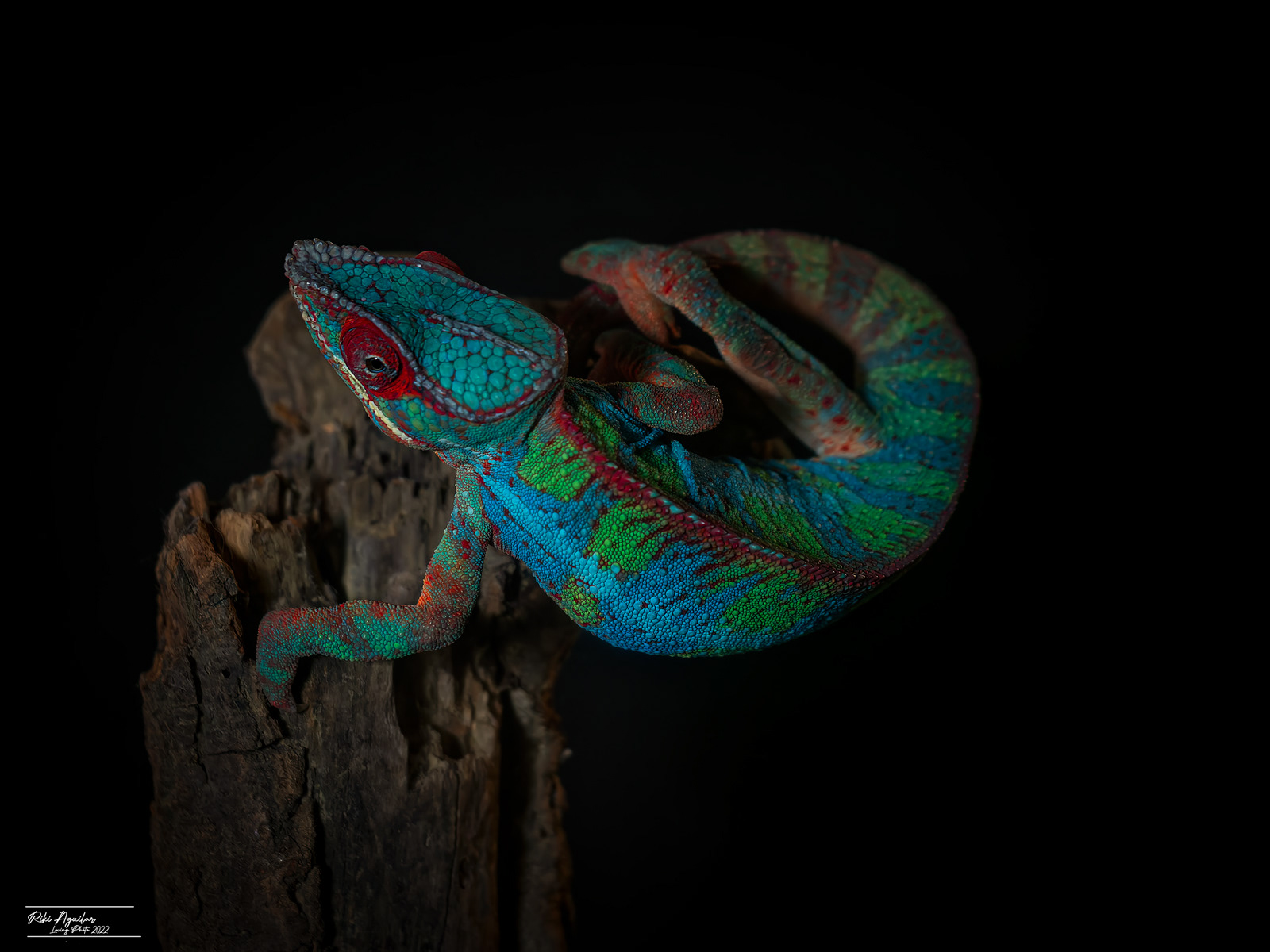 Camaleón pantera (Fucifer pardalis)