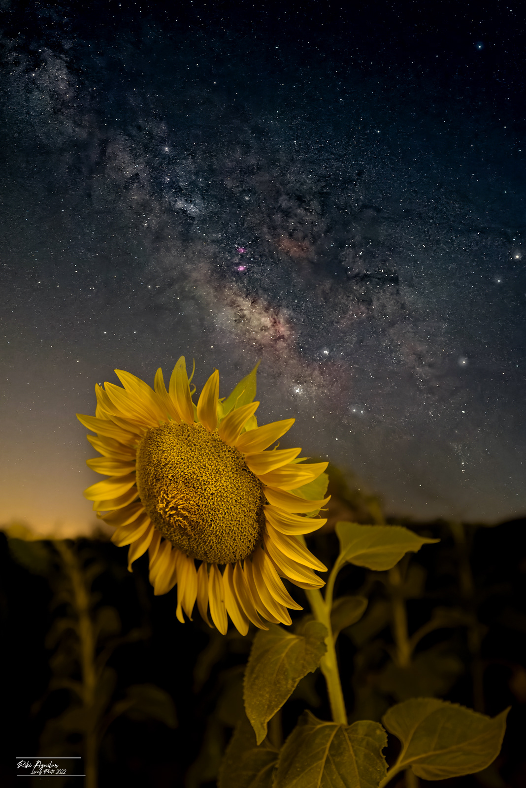 Girasol y la Vía Láctea