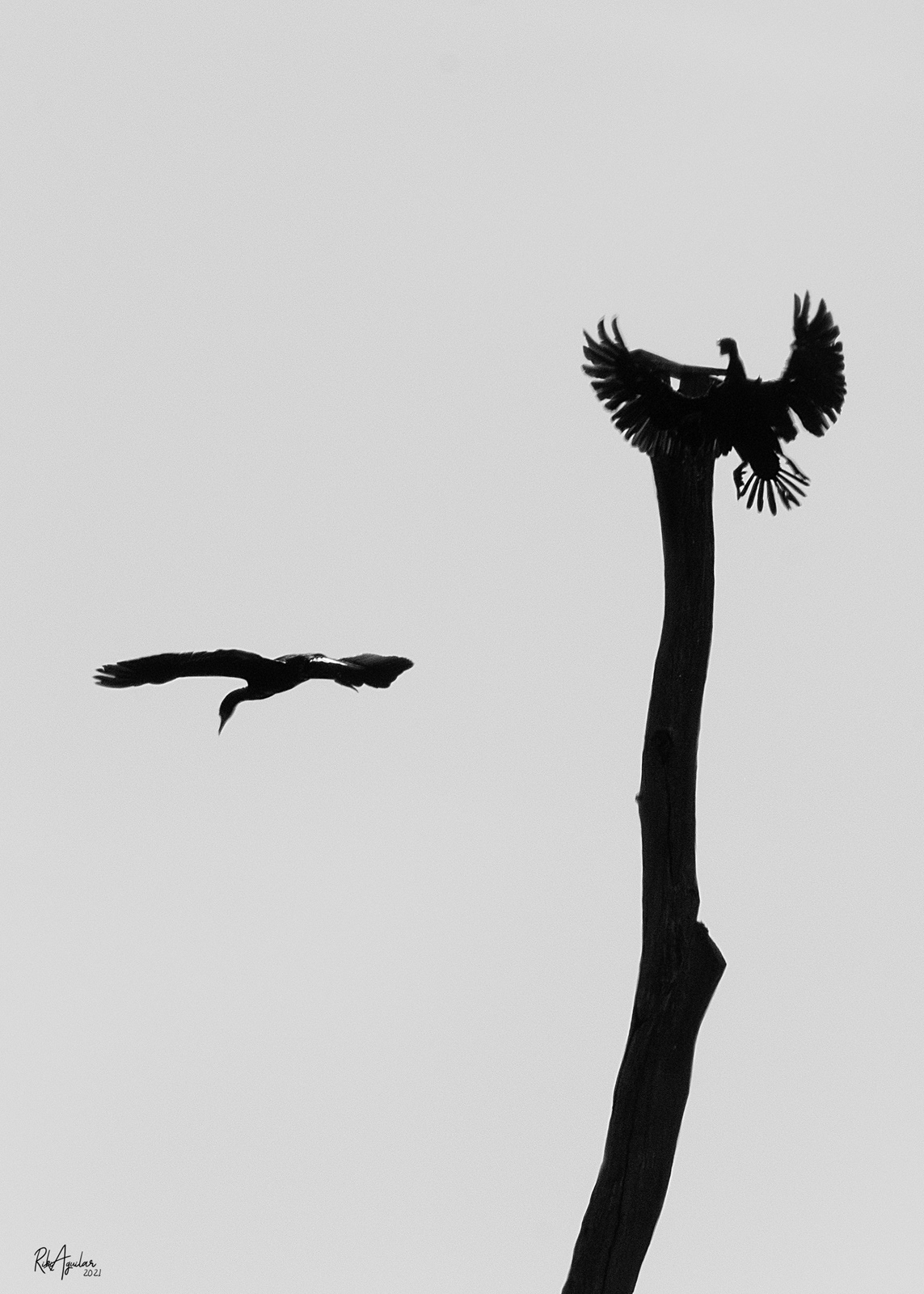 Cormoranes