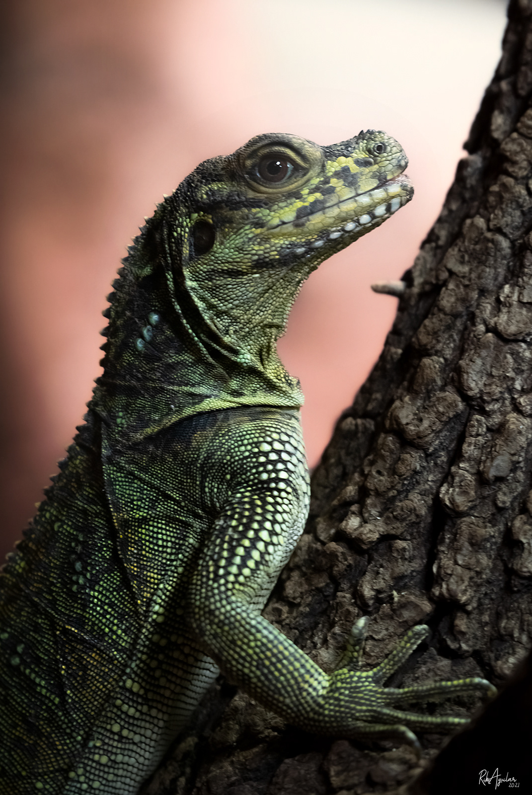 Hidrosaurus pustulatus