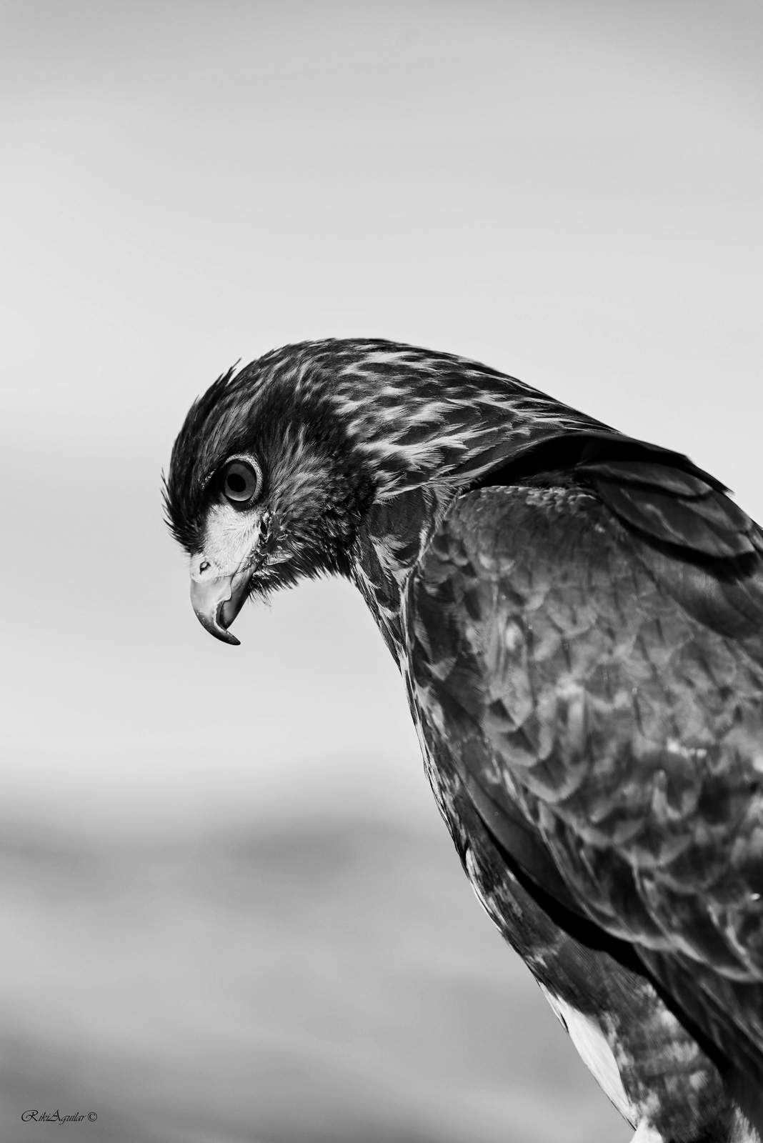 Águila Harris