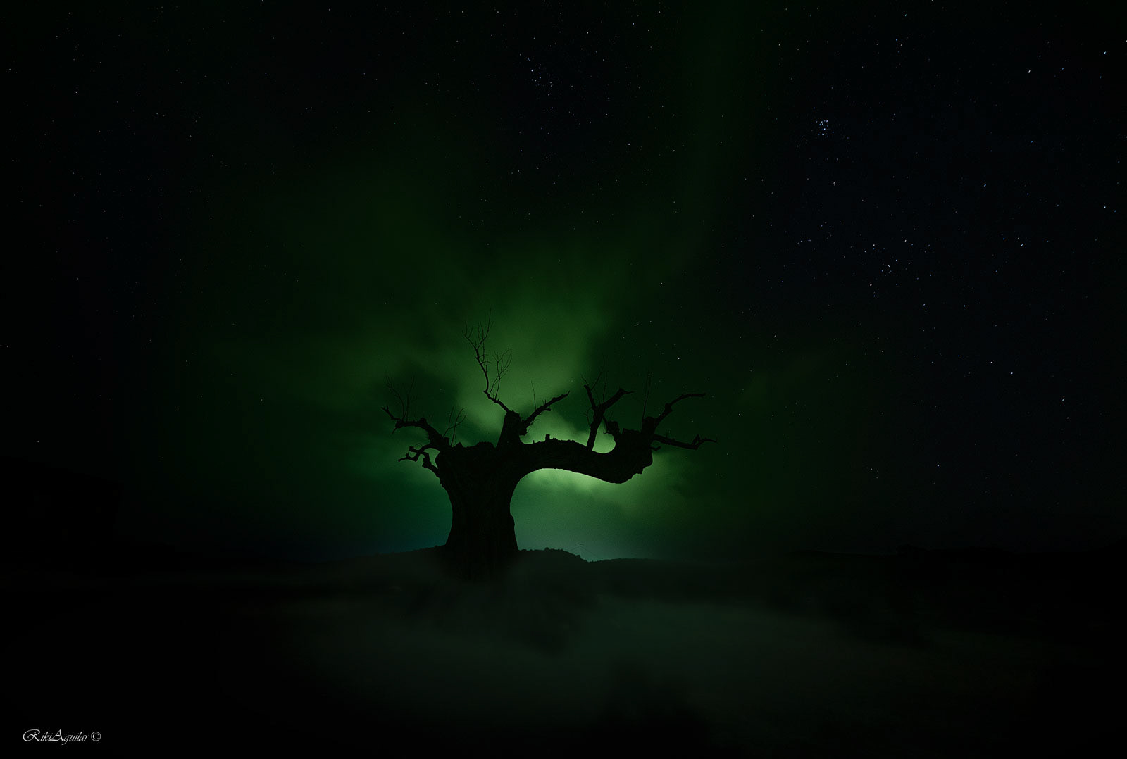 El árbol. Recreación de Aurora boreal